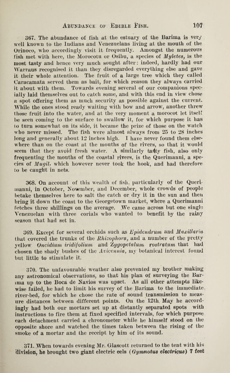 Abundance oe Edible Fish. 10? 367. The abundance of fish at the estuary of the Barima is very well known to the Indians and Venezuelans living at the mouth of the Orinoco, who accordingly visit it frequently. Amongst the numerous fish met with here, the Morocotu or Osibu, a species of Myletes, is the most tasty and hence very much sought after: indeed, hardly had our Warraus recognised it than they disregarded everything else and gave it their whole attention. The fruit of a large tree which they called Caracamata served them as bait, for which reason they always carried it about with them. Towards evening several of our companions spec¬ ially laid themselves out to catch some, and with this end in view chose a spot offering them as much security as possible against the current. While the ones stood ready waiting with bow and arrow, another threw these fruit into the water, and at the very moment a morocot let itself, be seen coming to the surface to swallow it, for which purpose it has to turn somewhat on its side, it became the prize of those on the watch who never missed. The fish were almost always from 25 to 28 inches long and generally about 12 inches high. I have never found them else¬ where than on the coast at the mouths of the rivers, so that it would seem that they avoid fresh water. A similarly ta.^ty fish, also only frequenting the mouths of the coastal rivers, is the Querimanni, a spe¬ cies of Mugil, which however never took the hook, and had therefore to be caught in nets. 368. On account of this wealth of lish, particularly of the Queri¬ manni, in October, No\*ember, and December, whole crowds of people betake themselves here to salt the catch or dry it in the sun and then bring it down the coast to the Georgetown market, where a Querimanni fetches three shillings on the average. We came across but one single Venezuelan with three corials who wanted to benefit by the rainy season that had set in. 369. Except for several orchids such as Epidendrum and Maxillaria, that covered the trunks of the Rhizophora, and a number of the pretty yellow Oncidium iridifolium and Zygopetalum rostra turn that had chosen the shady bushes of the Avicennia, my botanical interest found but little to stimulate it. 370. The unfavourable weather also prevented my brother making any astronomical observations, so that his plan of surveying the Bar¬ ima up to the Boca de Navios was upset. As all other attempts like¬ wise failed, he had to limit his survey of the Barima to the immediate river-bed, for which he chose the rate of sound transmission to meas¬ ure distances between different points. On the 12th May he accord¬ ingly had both our mortars set up at distantly separated spots with instructions to fire them at fixed specified intervals, for which purpose each detachment carried a chronometer while he himself stood on the opposite shore and watched the times taken between the rising of the smoke of a mortar and the receipt by him of its sound. 371. When towards evening Mr. Glascott returned to the tent with his division, he brought two giant electric eels (Gymnotus electricus) 7 feet