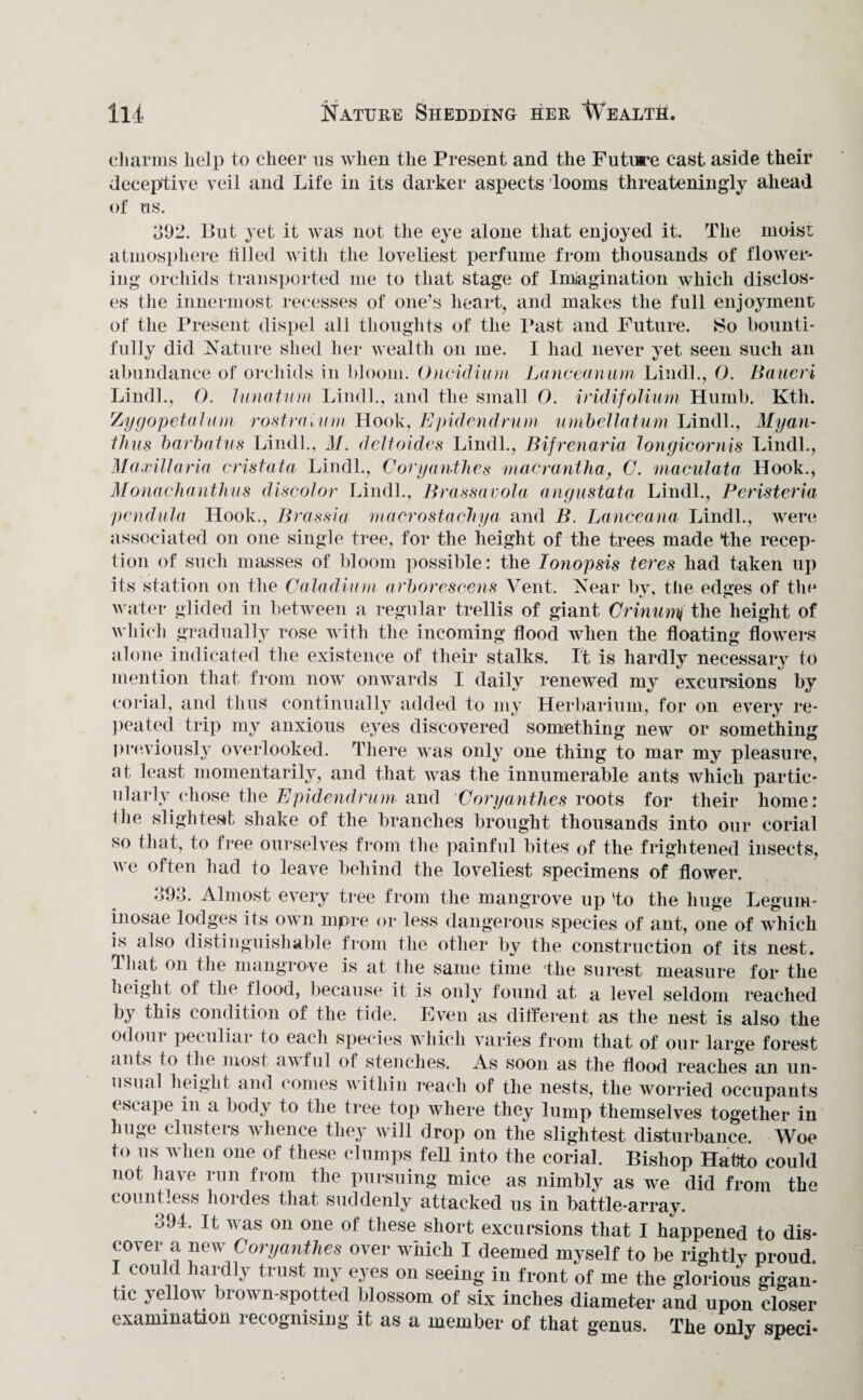 in Nature Shedding her Wealth. charms help to cheer us when the Present and the Future cast aside their deceptive veil and Life in its darker aspects looms threateningly ahead of us. 392. But yet it was not the eye alone that enjoyed it. The moist atmosphere tilled with the loveliest perfume from thousands of flower¬ ing orchids transported me to that stage of Imagination which disclos¬ es the innermost recesses of one’s heart, and makes the full enjoyment of the Present dispel all thoughts of the Past and Future. So bounti¬ fully did Nature shed her wealth on me. I had never yet seen such an abundance of orchids in bloom. Oncidium Lanceanum Lindl., 0. Baueri Lind!., 0. lunatum Lindl., and the small 0. iridifolium Humb. Kth. Zygopetalum rostra in m Hook, Epidendrum umbel I alum Lindl., Myan- thus barbatus Lindl., M. deltoides Lindl., Bifrenaria longicornis Lindl., Maxillaria cristata Lindl., Coryantlies macrantha, C. maculata Hook., Monachanthus discolor Lindl., Brassavola angustata Lindl., Peristeria pendula Hook., Prussia macrostachya and B. Lanceana Lindl., were associated on one single tree, for the height of the trees made the recep¬ tion of such masses of bloom possible: the Ionopsis teres had taken up its station on the Caladium arborescens Vent. Near by, the edges of the water glided in between a regular trellis of giant Crinumi the height of which gradually rose with the incoming flood when the floating flowers alone indicated the existence of their stalks. It is hardly necessary to mention that from now onwards I daily renewed my excursions by corial, and thus continually added to my Herbarium, for on every re¬ peated trip my anxious eyes discovered something new or something previously overlooked. There was only one thing to mar my pleasure, at least momentarily, and that was the innumerable ants which partic¬ ularly chose the Epidendrum and Coryantlies roots for their home: the slightest shake of the branches brought thousands into our corial so that, to free ourselves from the painful bites of the frightened insects, we often had to leave behind the loveliest specimens of flower. 393. Almost every tree from the mangrove up 'to the huge Legum- inosae lodges its own mpre or less dangerous species of ant, one of which is also distinguishable from the other by the construction of its nest. That on the mangrove is at the same time the surest measure for the height of the flood, because it is only found at a level seldom reached by this condition of the tide. Even as different as the nest is also the odom peculiar to each species which varies from that of our large forest ants to the most awful of stenches. As soon as the flood reaches an un¬ usual height and comes within reach of the nests, the worried occupants escape in a body to the tree top where they lump themselves together in huge clusters whence they Avill drop on the slightest disturbance. Woe to us when one of these clumps fell into the corial. Bishop Hatto could not have run from the pursuing mice as nimbly as we did from the countless hordes that suddenly attacked us in battle-array. 394. It was on one of these short excursions that I happened to dis¬ cover a new Coryantlies over which I deemed myself to be rightly proud. I could hardly trust my eyes on seeing in front of me the glorious gigan¬ tic yellow brown-spotted blossom of six inches diameter and upon closer examination recognising it as a member of that genus. The only sped*