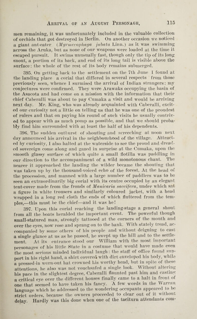 men remaining, it was unfortunately included in the valuable collection of orchids that got destroyed in Berlin. On another occasion we noticed a giant ant-eater (Myrrnecophaga jubata, Linn.) as it was swimming across the Aruka, but as none of our weapons were loaded at the time it escaped pursuit. It swims unusually fast, though only the tip of its long snout, a portion of its back, and end of its long tail is visible above the surface: the whole of the rest of its body remains submerged. 395. On getting back to the settlement on the 7th June I found at o n the landing place a corial that differed in several respects from those previously seen, whence I surmised the arrival of Indian strangers: my conjectures were confirmed. They were Arawaks occupying the basin of the Asacota and had come on a mission with the information that their chief Caberalli was about to pay Cumaka a visit and would be arriving next day. Mr. King, who was already acquainted with Caberalli, excit¬ ed our curiosity not a little on telling us that he was one of the proudest of rulers and that on paying his round of such visits he usually contriv¬ ed to appear with as much pomp as possible, and that we should proba¬ bly find him surrounded with at least the half of his dependents. 396. The sudden outburst of shouting and screeching at noon next day announced his arrival in the neighbourhood of the village. Attract¬ ed by curiosity, I also halted at the waterside to see the proud and dread¬ ed sovereign come along and gazed in surprise at the Cumaka, upon the smooth glassy surface of which quite a small flotilla was paddling in our direction to the accompaniment of a wild monotonous chant. The nearer it approached the landing the wilder became the shouting that was taken up by the thousand-voiced echo of the forest. At the head of the procession, and manned with a large number of paddlers was to be seen an extraordinarily big corial with its centre occupied by an elegant tent-cover made from the fronds of Matricaria saccifera, under which sat a figure in white trousers and similarly coloured jacket, with a head wrapped in a long red cloth the ends of which fluttered from the tem¬ ples,—this must be the chief—and it was he! 397. Upon this corial reaching the landing-stage a general shout from all the boats heralded the important event. The powerful though small-statured man, strongly tattooed at the corners of the mouth and over the eyes, now rose and sprang on to the bank. With stately tread, ac¬ companied by some others of his people and without deigning to cast, a single glance at us as he passed, he swept up the hill and to the settle¬ ment. At its entrance stood our William with the most important personages of his little State in a costume that would have made even the most serious minded individual laugh: the staff of office found sup¬ port in his right hand, a shirt covered with dirt enveloped his body, while a pressed-in worn-out hat crowned his worthy head, but in spite of these attentions, he also was not vouchsafed a single look. Without altering his pace in the slightest degree, Caberalli flaunted past him and casting a critical eye over the different houses finally came to a halt in front of one that seemed to have taken his fancy. A few words in the Warrau language which he addressed to the wondering occupants appeared to be strict orders, because the owners proceeded to clear out of it without delay. Hardly was this done when one of the taciturn attendants conn