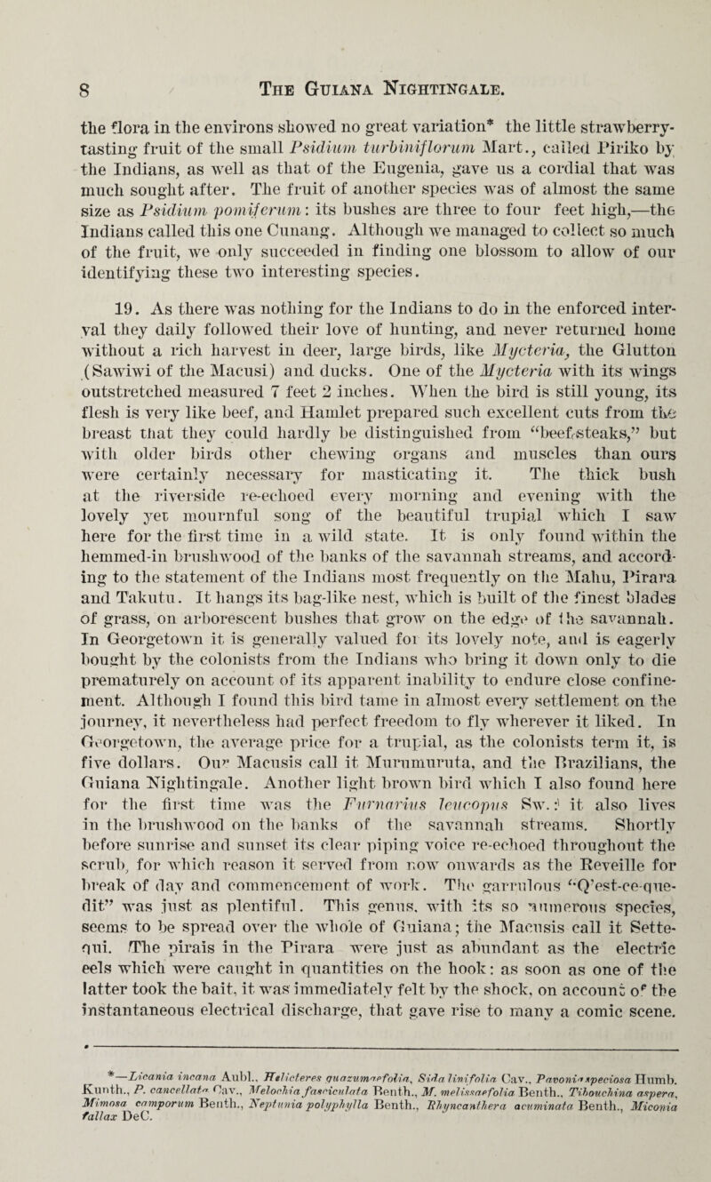 the flora in the environs showed no great variation* the little strawberry- tasting fruit of the small Psidium turbiniflorum Mart., called Piriko by the Indians, as well as that of the Eugenia, gave us a cordial that was much sought after. The fruit of another species was of almost the same size as Psidium pomiferum: its bushes are three to four feet high,—the Indians called this one Cunang. Although we managed to collect so much of the fruit, we only succeeded in finding one blossom to allow of our identifying these two interesting species. 19. As there was nothing for the Indians to do in the enforced inter¬ val they daily followed their love of hunting, and never returned home without a rich harvest in deer, large birds, like Mycteria, the Glutton (Sawiwi of the Macusi) and ducks. One of the Mycteria with its wings outstretched measured 7 feet 2 inches. When the bird is still young, its flesh is very like beef, and Hamlet prepared such excellent cuts from the breast that they could hardly be distinguished from “beefsteaks,” but with older birds other chewing organs and muscles than ours were certainly necessary for masticating it. The thick bush at the riverside re-echoed every morning and evening with the lovely yet mournful song of the beautiful trupial which I saw here for the first time in a wild state. It is only found within the hemmed-in brushwood of the banks of the savannah streams, and accord¬ ing to the statement of the Indians most frequently on the Maliu, Pirara and T'akutu. It hangs its bag-like nest, which is built of the finest blades of grass, on arborescent bushes that grow on the edge of ihe savannah. In Georgetown it is generally valued for its lovely note, and is eagerly bought by the colonists from the Indians who bring it down only to die prematurely on account of its apparent inability to endure close confine¬ ment. Although I found this bird tame in almost every settlement on the journey, it nevertheless had perfect freedom to fly wherever it liked. In Georgetown, the average price for a trupial, as the colonists term it, is five dollars. Our Macusis call it Murumuruta, and the Brazilians, the Guiana Nightingale. Another light brown bird which I also found here for the first time was the Furnarius leucopus Sw.it also lives in the brushwood on the banks of the savannah streams. Shortly before sunrise and sunset its clear piping voice re-echoed throughout the scrub, for which reason it served from now onwards as the Reveille for break of day and commencement of work. The garrulous “Q’est-ce-que- dit” was just as plentiful. This genus, with its so numerous species, seems to be spread over the whole of Guiana; the Macusis call it Sette- qui. The pirais in the Pirara were just as abundant as the electric eels which were caught in quantities on the hook: as soon as one of the latter took the bait, it was immediately felt by the shock, on account op the instantaneous electrical discharge, that gave rise to many a comic scene. * Licama incana Aubl., TTehcteres puazumap folia, Sida 1 ini folia Cav., Pavoni* speciosa Humb. Kunth., P. cancellat” Oav., Melochiafasoiculata Renth., M. melissaefolia Benth., Tibouchina aspera, Mimosa camporum Benth., Neptnnia polyphylla Benth., PTiync anther a acuminata. Benth., Miconia fall ax DeC.