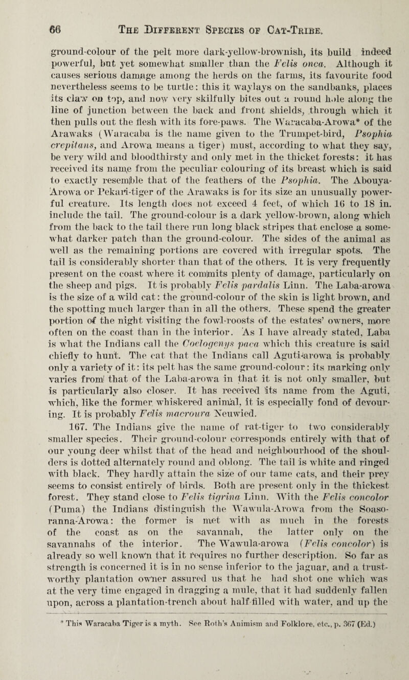 ground-colour of the pelt more dark-yellow-brownish, its build indeed powerful, but yet somewhat smaller than the Fells onca. Although it causes serious damage among the herds on the farms, its favourite food nevertheless seems to be turtle: this it waylays on the sandbanks, places its claw on top, and now very skilfully bites out a round hole along the line of junction between the back and front shields, through Avhich it then pulls out the flesh with its fore-paws. The Waracaba-Arowa* of the Arawaks (Waracaba is the name given to the Trumpet-bird, Psophia crepitans, and Arowa means a tiger) must, according to what they say, be very wild and bloodthirsty and only met in the thicket forests: it has received its nam,e from the peculiar colouring of its breast which is said to exactly resemjble that of the feathers of the Psophia. The Abouya- Arowa or Pekari-tiger of the Arawaks is for its size an unusually power¬ ful creature. Its length does not exceed 4 feet, of which 16 to 18 in. include the tail. The ground-colour is a dark yellow-brown, along which from the back to the tail there run long black stripes that enclose a some¬ what darker patch than the ground-colour. The sides of the animal as well as the remaining portions are covered with irregular spots. The tail is considerably shorter than that of the others. It is very frequently present on the coast where it comtmits plenty of damage, particularly on the sheep and pigs. It is probably Fells pardalis Linn. The Laba-arowa is the size of a wild cat: the ground-colour of the skin is light brown, and the spotting much larger than in all the others. These spend the greater portion of the night visiting the fow,l-roosts of the estates’ owners, more often on the coast than in the interior. As I have alreadv stated, Laba is what the Indians call the Coelogenys paca which this creature is said chiefly to hunt. The cat that the Indians call AgutLarowa is probably only a variety of it: its pelt has the same ground-colour: its marking only vanes fro ml that of the Laba-arowa in that it is not only smaller, but is particularly also closer. It has received its name from the Aguti, which, like the former whiskered animal, it is especially fond of devour¬ ing. It is probably Feilis macroura Xeuwied. 167. The Indians give the name of rat-tiger to two considerably smaller species. Their ground-colour corresponds entirely with that of our young deer whilst that of the head and neighbourhood of the shoul¬ ders is dotted alternately round and oblong. The tail is white and ringed with black. They hardly attain the size of our tame cats, and their prey seems to consist entirely of birds. Both are present only in the thickest forest. They stand close to Fells tlgrlna Linn. With the Fells concolor (Puma) the Indians distinguish the Wawula-Arowa from the Soaso- ranna-Arowa: the former is met with as much in the forests of the coast as on the savannah, the latter only on the savannahs of the interior. The Wawula-arowa (Fells concolor) is already so well known that it requires no further description. So far as strength is concerned it is in no sense inferior to the jaguar, and a trust¬ worthy plantation owner assured us that lie had shot one which was at the very time engaged in dragging a mule, that it had suddenly fallen upon, across a plantation-trench about half tilled with water, and up the * This Waracaba Tiger is a myth. See Roth’s Animism and Folklore, etc., p. 367 (Ed.)