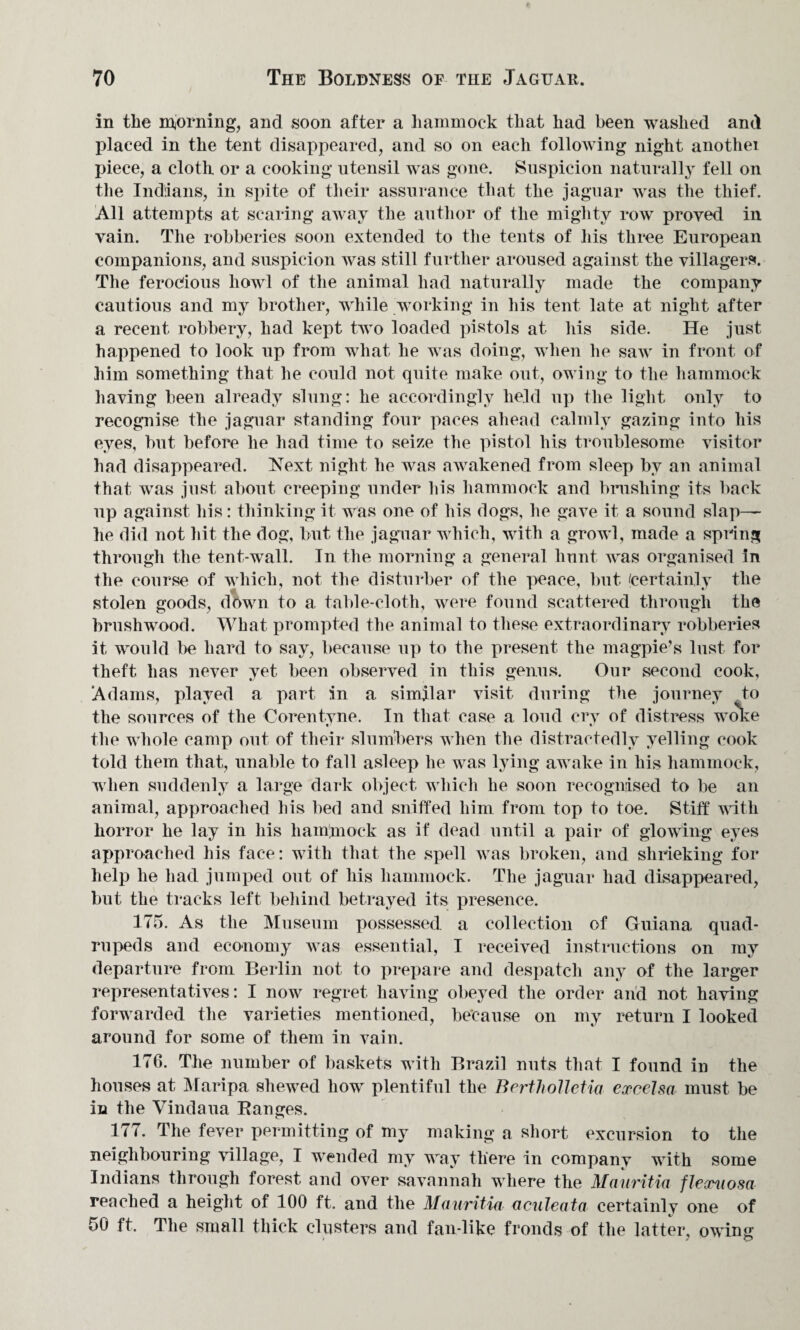 in the morning, and soon after a hammock that had been washed and placed in the tent disappeared, and so on each following night anothei piece, a cloth or a cooking utensil was gone. Suspicion naturally fell on the Indians, in spite of their assurance that the jaguar was the thief. All attempts at scaring away the author of the mighty row proved in vain. The robberies soon extended to the tents of liis three European companions, and suspicion was still further aroused against the villagers. The ferocious howl of the animal had naturally made the company cautious and my brother, while working in his tent late at night after a recent robbery, had kept two loaded pistols at his side. He just happened to look up from what he was doing, when he saw in front of him something that he could not quite make out, owing to the hammock having been already slung: he accordingly held up the light only to recognise the jaguar standing four paces ahead calmly gazing into his eyes, but before he had time to seize the pistol his troublesome visitor had disappeared. Next night he was awakened from sleep by an animal that was just about creeping under his hammock and brushing its back up against his: thinking it was one of his dogs, he gave it a sound slap- lie did not hit the dog, but the jaguar which, with a growl, made a spring through the tent-wall. In the morning a general hunt was organised in the course of which, not the disturber of the peace, but (certainly the stolen goods, down to a table-cloth, were found scattered through the brushwood. What prompted the animal to these extraordinary robberies it would be hard to say, because up to the present the magpie’s lust for theft has never yet been observed in this genus. Our second cook, Adams, played a part in a similar visit during the journey to the sources of the Corentyne. In that case a loud cry of distress woke the whole camp out of their slumbers when the distractedly yelling cook told them that, unable to fall asleep he was lying awake in his hammock, when suddenly a large dark object which he soon recognised to be an animal, approached his bed and sniffed him from top to toe. Stiff with horror he lay in his hammock as if dead until a pair of glowing eyes approached his face: with that the spell was broken, and shrieking for help he had jumped out of his hammock. The jaguar had disappeared, but the tracks left behind betrayed its presence. 175. As the Museum possessed a collection of Guiana quad¬ rupeds and economy was essential, I received instructions on my departure from Berlin not to prepare and despatch any of the larger representatives: I now regret having obeyed the order and not having forwarded the varieties mentioned, because on my return I looked around for some of them in vain. 176. The number of baskets with Brazil nuts that I found in the houses at Maripa shewed how plentiful the Berth ollctia excelsa must be in the Vindaua Banges. 177. The fever permitting of my making a short excursion to the neighbouring village, I wended my way there in company with some Indians through forest and over savannah where the Mauritia flextiosa reached a height of 100 ft. and the Mauritia aculeata certainlv one of 50 ft. The small thick clusters and fan-like fronds of the latter, owing