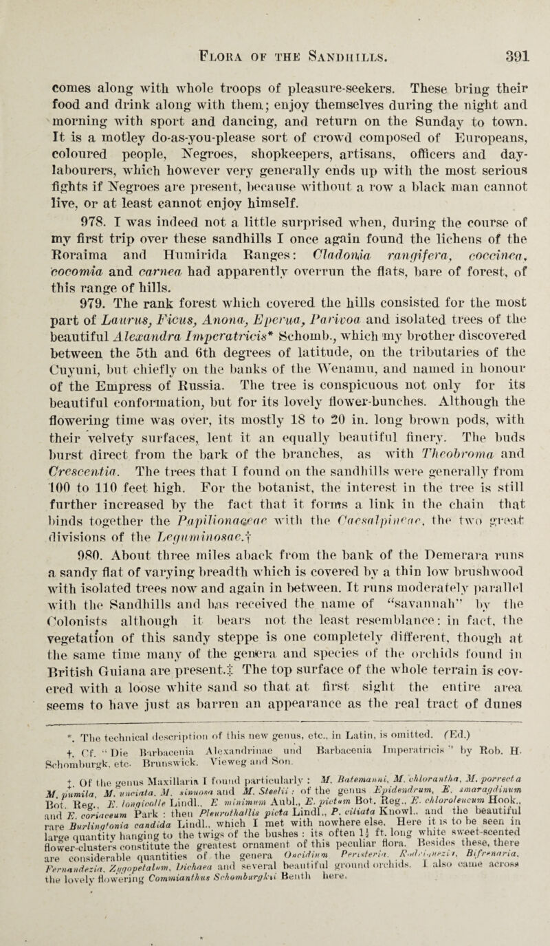 comes along with whole troops of pleasure-seekers. These bring their food and drink along with them; enjoy themselves during the night and morning with sport and dancing, and return on the Sunday to town. It is a motley do-as-you-please sort of crowd composed of Europeans, coloured people, Negroes, shopkeepers, artisans, officers and day- labourers, which however very generally ends up with the most serious fights if Negroes are present, because without a row a black man cannot live, or at least cannot enjoy himself. 978. I was indeed not a little surprised when, during the course of my first trip over these sandhills I once again found the lichens of the Roraima and Humirida Ranges: Cladoma rangifera, coccinca, cocomia and cornea had apparently overrun the flats, bare of forest, of this range of hills. 979. The rank forest which covered the hills consisted for the most part of Lauras, Ficus, Anona, Eperua, Parivoa and isolated trees of the beautiful Alexandra Imperatricis* Hchomb., which my brother discovered between the 5th and 6th degrees of latitude, on the tributaries of the Cuyuni, but chiefly on the banks of the Wenamu, and named in honour of the Empress of Russia. The tree is conspicuous not only for its beautiful conformation, but for its lovely flower-bunches. Although the flowering time was over, its mostly 18 to 20 in. long brown pods, with their velvety surfaces, lent it an equally beautiful finery. The buds burst direct from the bark of the branches, as with Theobroma and Crescentia. The trees that I found on the sandhills were generally from 100 to 110 feet high. For the botanist, the interest in the tree is still further increased by the fact that it forms a link in the chain that binds together the Papilionaaear with the Caesalpineae, the two great divisions of the Leguminosae.f 980. About three miles aback from the bank of the Demerara runs a sandy flat of varying breadth which is covered by a thin low brushwood with isolated trees now and again in between. It runs moderately parallel with the Sandhills and has received the name of “savannah” bv 11m Colonists although it bears not the least resemblance: in fact, the vegetation of this sandy steppe is one completely different, though at the same time many of the geniera and species of the orchids found in British Guiana are present.:!: The top surface of the whole terrain is cov¬ ered with a loose white sand so that at first sight the entire area seems to have just as barren an appearance as the real tract of dunes *. The technical description of this new genus, etc., in Latin, is omitted. fEd.) f Cf “Die Rarbacenia Alexandrinae und Barbacenia Imperatricis” by Hob. H- Schomburgk, etc- Brunswick. Vieweg and Son. + Of the </enus Maxillaria I found particularly : M, Batemanni, M. chlorantha, M. porrecta \r numila M°iniciata. M. sinuosa and M. Steelii : of the genus Epidendrum, E, smaraqdinum Hot Reg’ F lonqicolle Lindl. E minimum Aubl, E. pictum Bot. Reg., E. cbloroleucum Hook., and 77 coriaceum Park: then Pteurothallis picta Lindl., P. viliata Knowl., and the beautiful rare Burlinatonia Candida Lindl.. which I met with nowhere else. Here it is to be seen in large quantity hanging to the twigs of the bushes : its often 1} ft long white sweet-scented flower clusters constitute the greatest ornament of this peculiar flora. Besides these, there are considerable quantities of the genera Oncidinm Pensteria Pod,Bifrenaria, Femandezia, Zqgopetabm, Dichaea and several beautiful ground orchids. I also came across* the lovelv flowering Commiantkus Sehomburgkii Benth here.