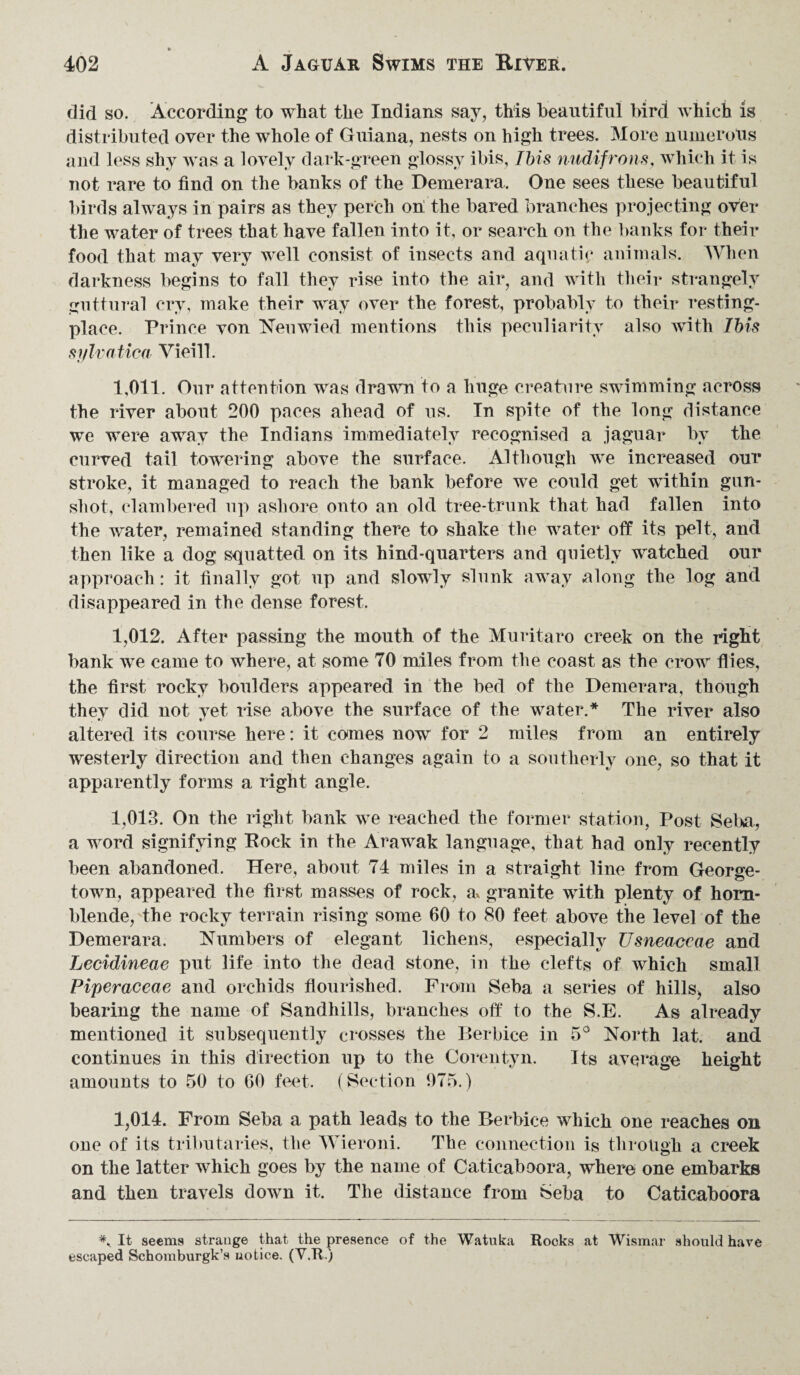 did so. According to what the Indians say, this beautiful bird which is distributed over the whole of Guiana, nests on high trees. More numerous and less shy was a lovely dark-green glossy ibis, Ibis nudifrons, which it is not rare to find on the banks of the Demerara. One sees these beautiful birds always in pairs as they perch on; the bared branches projecting over the water of trees that have fallen into it, or search on the banks for their food that may very well consist of insects and aquatic animals. When darkness begins to fall they rise into the air, and with their strangely guttural cry, make their way over the forest, probably to their resting- place. Prince von Neuwiod mentions this peculiarity also with Ibis sylvatica Vieill. 1,011. Our attention was drawn to a huge creature swimming across the river about 200 paces ahead of us. In spite of the long distance we were away the Indians immediately recognised a jaguar by the curved tail towering above the surface. Although we increased our stroke, it managed to reach the bank before we could get within gun¬ shot, clambered up ashore onto an old tree-trunk that had fallen into the water, remained standing there to shake the water off its pelt, and then like a dog squatted on its hind-quarters and quietly watched our approach: it finally got up and slowly slunk away along the log and disappeared in the dense forest. 1,012. After passing the mouth of the Muritaro creek on the right bank we came to where, at some 70 miles from the coast as the crow flies, the first rocky boulders appeared in the bed of the Demerara, though they did not yet rise above the surface of the water.* The river also altered its course here: it comes now for 2 miles from an entirely westerly direction and then changes again to a southerly one, so that it apparently forms a right angle. 1,013. On the right bank we reached the former station, Post Seba, a word signifying Kock in the Arawak language, that had only recently been abandoned. Here, about 74 miles in a straight line from George¬ town, appeared the first masses of rock, a. granite with plenty of horn¬ blende, the rocky terrain rising some 60 to 80 feet above the level of the Demerara. Numbers of elegant lichens, especially Usneaceae and Lecidineae put life into the dead stone, in the clefts of which small Piperaceae and orchids flourished. From Seba a series of hills* also bearing the name of Sandhills, branches off to the S.E. As already mentioned it subsequently crosses the Berbice in 5° North lat. and continues in this direction up to the Corentyn. Its average height amounts to 50 to 60 feet. (Section 975.) 1,014. From Seba a path leads to the Berbice which one reaches on one of its tributaries, the Wieroni. The connection is through a creek on the latter which goes by the name of Caticaboora, where one embarks and then travels down it. The distance from Seba to Caticaboora *. It seems strange that the presence of the Watuka Rocks at Wismar should have escaped Schomburgk’s notice. (V.R.)