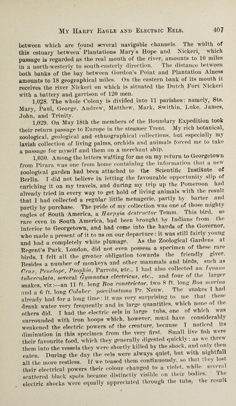 between which are found several navigable channels. The width of this estuary between Plantations Mary s Hope and Nickeri, which passage is regarded as the real mouth of the river, amounts to 10 miles in a north-westerly to south-easterly direction. The distance between both banks of the bay between Gordon’s Point and Plantation Alness amounts to 18 geographical miles. On the eastern bank of its mouth it receives the river Nickeri on which 1S siti ^ 11^< l with a battery and garrison of 120 men. 1,028. The whole Colony is divided into 11 parishes: namely, Sts. Mary, Paul, George, Andrew, Matthew, Mark, Swithin, Luke, .lames, John, and Trinity. 1,029. On May 18th the members of the Boundary Expedition took their return passage to Europe in the steamer I rent. My rich botanical, zoological, geological and ethnographical collections, but especially my lavish collection of living palms, orchids and animals forced me to take a passage for myself and them on a, merchant ship. 1,030. Among the letters waiting for me on my return to Georgetown from Pirara was one from home containing the information that a new zoological garden had been attached to the Scientific Institute of Berlin. I did not believe in letting the favourable opportunity slip of enriching it on my travels, and during my trip up the Pomeroon had already tried in every way to get hold of living animals w'ith the result that I had collected a regular little menagerie, partly by barter and partly by purchase. The pride of my collection was one of those mighty eagles of South America, a Harp yin destructor Tenint. This bird, so rare even in South America, had been brought by Indians from the interior to Georgetown, and had come into the hards of the Governor, who made a present of it to us on our departure: it was still fairly young and had a completelv white plumage. As the Zoological Gardens al Regent’s Park, London, did not even possess a specimen of these rare birds. I felt all the greater obligation towards the friendly giver. Besides a number of monkevs, and other mammals and birds, such as Cram. Penelope, PsopMa, Parrots, (etc., I bad also collected an Jqnana tuberculata, several Gymwtuselectricus, etc., and four of the larger snakes, viz:—an 11 ft. long Boa constrictor, two 8 ft. long Boa murwa and a 6 ft. long Coluber pdecilostoma Pr. Nenw. The snakes T had already had for a long time: it was very surprising to me that • these drank water very frequently and in large quantities, which none of the others did. I had the electric eels in large tubs, one of which was surrounded with iron hoops which, however, must have considerably weakened the electric pow-ers of the creature, because I noticed its diminution in this specimen from the very first. Small live fish were their favourite food, which they generally digested quickly: as we threw them into the vessels they were shortly killed by the shock, and only then eaten During the day the eels were always quiet, but with nig i a all the more restless. If we teased them continuously, so that they lost their electrical powers their colour changed to a violet, while several scattered black spots became distinctly visible on their bodies. IHe electric shocks were equally appreciated through the tubs, the result