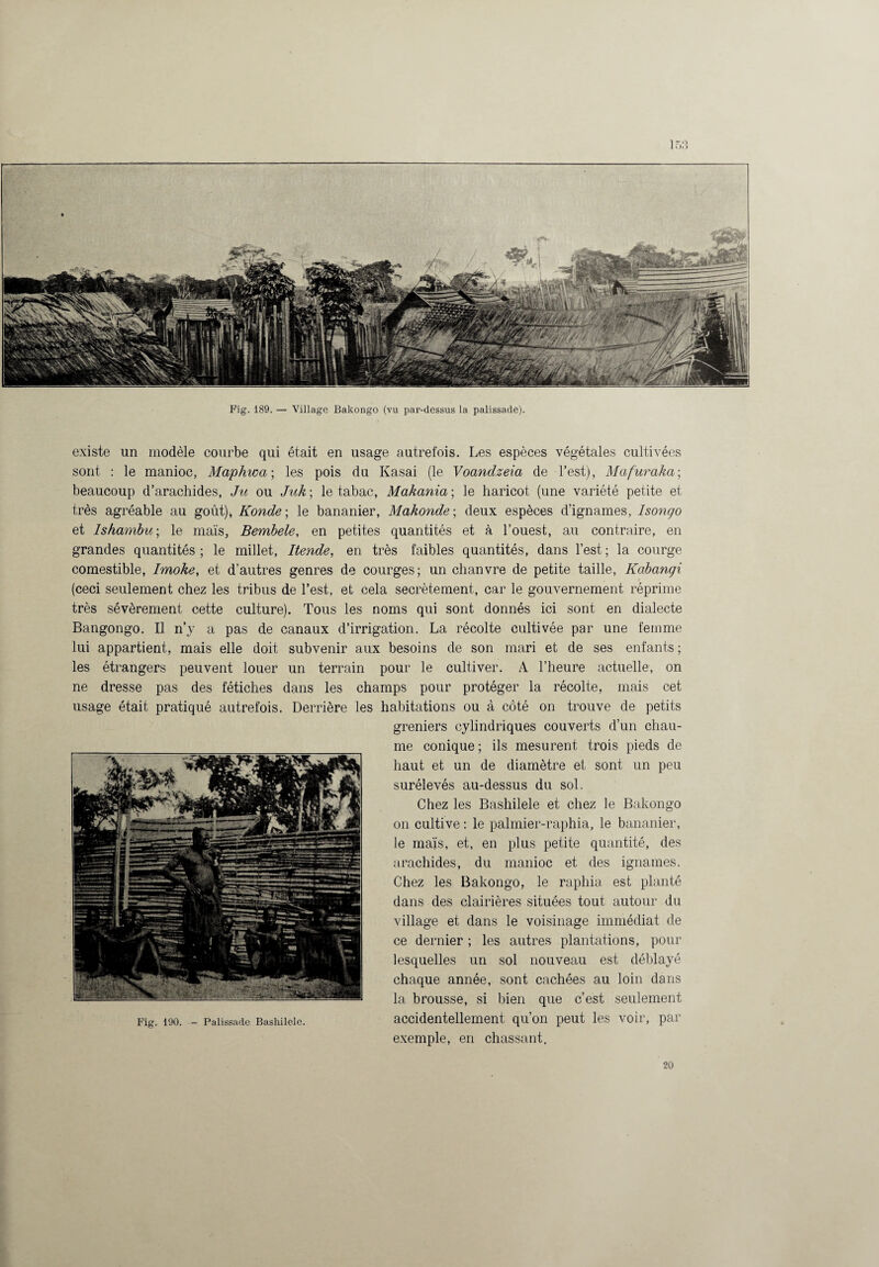 existe un modèle courbe qui était en usage autrefois. Les espèces végétales cultivées sont : le manioc, Maphwa; les pois du Kasai (le Voandzeia de l’est), Mafuraka; beaucoup d’arachides, Ju ou Juk ; le tabac, Makania ; le haricot (une variété petite et très agréable au goût), Konde ; le bananier, Makonde ; deux espèces d’ignames, Isongo et Ishambu; le maïs, Bembele, en petites quantités et à l’ouest, au contraire, en grandes quantités; le millet. Rende, en très faibles quantités, dans l’est; la courge comestible, Imoke, et d’autres genres de courges; un chanvre de petite taille, Kabanqi (ceci seulement chez les tribus de l’est, et cela secrètement, car le gouvernement réprime très sévèrement cette culture). Tous les noms qui sont donnés ici sont en dialecte Bangongo. Il n’y a pas de canaux d’irrigation. La récolte cultivée par une femme lui appartient, mais elle doit subvenir aux besoins de son mari et de ses enfants; les étrangers peuvent louer un terrain pour le cultiver. A l’heure actuelle, on ne dresse pas des fétiches dans les champs pour protéger la récolte, mais cet usage était pratiqué autrefois. Derrière les habitations ou à côté on trouve de petits greniers cylindriques couverts d’un chau¬ me conique ; ils mesurent trois pieds de haut et un de diamètre et sont un peu surélevés au-dessus du sol. Chez les Bashilele et chez le Bakongo on cultive : le palmier-raphia, le bananier, le maïs, et, en plus petite quantité, des arachides, du manioc et des ignames. Chez les Bakongo, le raphia est planté dans des clairières situées tout autour du village et dans le voisinage immédiat de ce dernier ; les autres plantations, pour lesquelles un sol nouveau est déblayé chaque année, sont cachées au loin dans la brousse, si bien que c’est seulement accidentellement qu’on peut les voir, par exemple, en chassant. 20