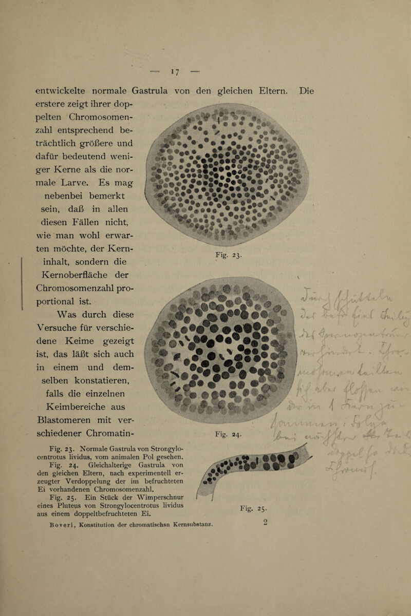 entwickelte normale Gastrula von den gleichen Eltern. Die erstere zeigt ihrer dop¬ pelten Chromosomen¬ zahl entsprechend be¬ trächtlich größere und dafür bedeutend weni¬ ger Kerne als die nor¬ male Larve. Es mag nebenbei bemerkt sein, daß in allen diesen Fällen nicht, wie man wohl erwar¬ ten möchte, der Kern¬ inhalt, sondern die Fig. 23. Kern Oberfläche der Chromosomenzahl pro¬ portional ist. Was durch diese Versuche für verschie¬ dene Keime gezeigt ist, das läßt sich auch in einem und dem¬ selben konstatieren, falls die einzelnen Keim bereiche aus Blastomeren mit ver¬ schiedener Chromatin- Fig. 23. Normale Gastrula von Strongylo- centrotus lividus, vom animalen Pol gesehen. Fig. 24. Gleichalterige Gastrula von den gleichen Eltern, nach experimentell er¬ zeugter Verdoppelung der im befruchteten Ei vorhandenen Chromosomenzahl. Fig. 25. Ein Stück der Wimperschnur eines Pluteus von Strongylocentrotus lividus aus einem doppeltbefruchteten Ei. Boveri, Konstitution der chromatischsn Kernsubstanz. •f jF w Fig. 25.