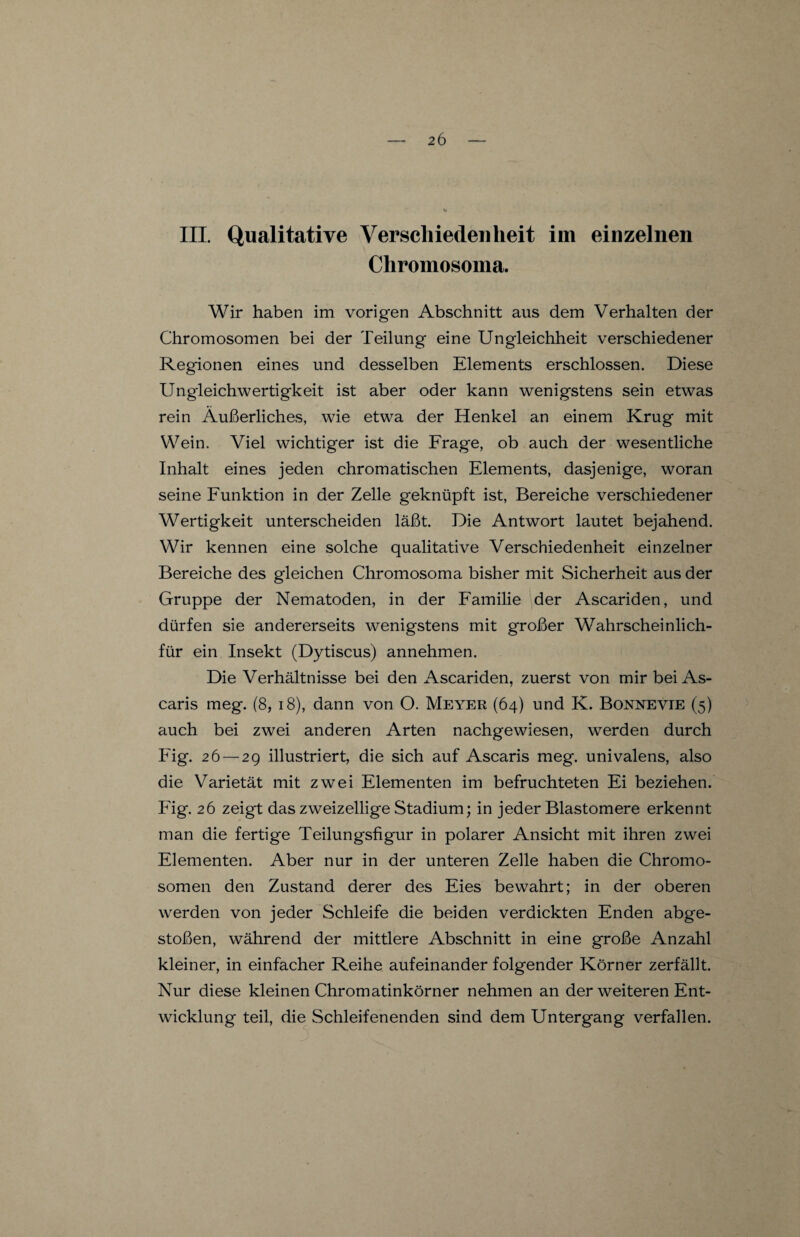 III. Qualitative Verschiedenheit im einzelnen Chromosoma. Wir haben im vorigen Abschnitt aus dem Verhalten der Chromosomen bei der Teilung eine Ungleichheit verschiedener Regionen eines und desselben Elements erschlossen. Diese Ungleichwertigkeit ist aber oder kann wenigstens sein etwas rein Äußerliches, wie etwa der Henkel an einem Krug mit Wein. Viel wichtiger ist die Frage, ob auch der wesentliche Inhalt eines jeden chromatischen Elements, dasjenige, woran seine Funktion in der Zelle geknüpft ist, Bereiche verschiedener Wertigkeit unterscheiden läßt. Die Antwort lautet bejahend. Wir kennen eine solche qualitative Verschiedenheit einzelner Bereiche des gleichen Chromosoma bisher mit Sicherheit aus der Gruppe der Nematoden, in der Familie der Ascariden, und dürfen sie andererseits wenigstens mit großer Wahrscheinlich- für ein Insekt (Dytiscus) annehmen. Die Verhältnisse bei den Ascariden, zuerst von mir bei As¬ caris meg. (8, 18), dann von O. Meyer (64) und K. Boynevie (5) auch bei zwei anderen Arten nachgewiesen, werden durch Fig. 26 — 29 illustriert, die sich auf Ascaris meg. univalens, also die Varietät mit zwei Elementen im befruchteten Ei beziehen. Fig. 26 zeigt das zweizeilige Stadium; in jeder Blastomere erkennt man die fertige Teilungsfigur in polarer Ansicht mit ihren zwei Elementen. Aber nur in der unteren Zelle haben die Chromo¬ somen den Zustand derer des Eies bewahrt; in der oberen werden von jeder Schleife die beiden verdickten Enden abge¬ stoßen, während der mittlere Abschnitt in eine große Anzahl kleiner, in einfacher Reihe aufeinander folgender Körner zerfällt. Nur diese kleinen Chromatinkörner nehmen an der weiteren Ent¬ wicklung teil, die Schleifenenden sind dem Untergang verfallen.