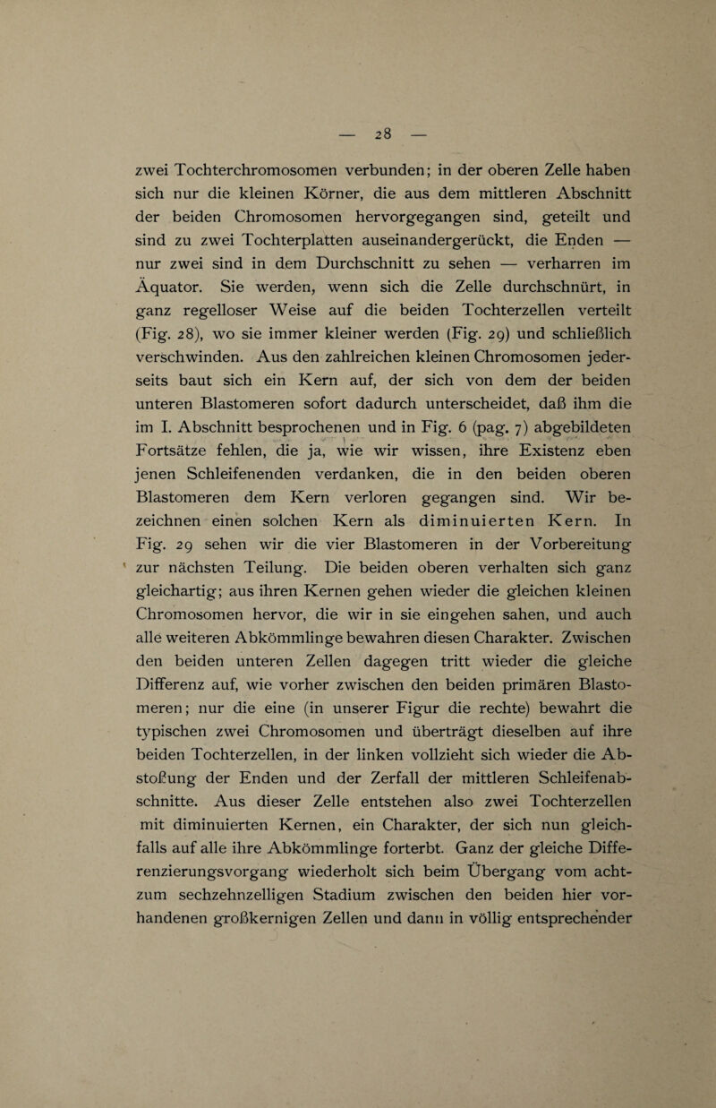 zwei Tochterchromosomen verbunden; in der oberen Zelle haben sich nur die kleinen Körner, die aus dem mittleren Abschnitt der beiden Chromosomen hervorgegangen sind, geteilt und sind zu zwei Tochterplatten auseinandergerückt, die Enden — nur zwei sind in dem Durchschnitt zu sehen — verharren im Äquator. Sie werden, wenn sich die Zelle durchschnürt, in ganz regelloser Weise auf die beiden Tochterzellen verteilt (Fig. 28), wo sie immer kleiner werden (Fig. 29) und schließlich verschwinden. Aus den zahlreichen kleinen Chromosomen jeder- seits baut sich ein Kern auf, der sich von dem der beiden unteren Blastomeren sofort dadurch unterscheidet, daß ihm die im I. Abschnitt besprochenen und in Fig. 6 (pag. 7) abgebildeten ■ * Fortsätze fehlen, die ja, wie wir wissen, ihre Existenz eben jenen Schleifenenden verdanken, die in den beiden oberen Blastomeren dem Kern verloren gegangen sind. Wir be¬ zeichnen einen solchen Kern als diminuierten Kern. In Fig. 29 sehen wir die vier Blastomeren in der Vorbereitung zur nächsten Teilung. Die beiden oberen verhalten sich ganz gleichartig; aus ihren Kernen gehen wieder die gleichen kleinen Chromosomen hervor, die wir in sie ein gehen sahen, und auch alle weiteren Abkömmlinge bewahren diesen Charakter. Zwischen den beiden unteren Zellen dagegen tritt wieder die gleiche Differenz auf, wie vorher zwischen den beiden primären Blasto¬ meren; nur die eine (in unserer Fig'ur die rechte) bewahrt die typischen zwei Chromosomen und überträgt dieselben auf ihre beiden Tochterzellen, in der linken vollzieht sich wieder die Ab¬ stoßung der Enden und der Zerfall der mittleren Schleifenab¬ schnitte. Aus dieser Zelle entstehen also zwei Tochterzellen mit diminuierten Kernen, ein Charakter, der sich nun gleich¬ falls auf alle ihre Abkömmlinge forterbt. Ganz der gleiche Diffe¬ renzierungsvorgang wiederholt sich beim Übergang vom acht- zum sechzehnzelligen Stadium zwischen den beiden hier vor¬ handenen großkernigen Zellen und dann in völlig entsprechender