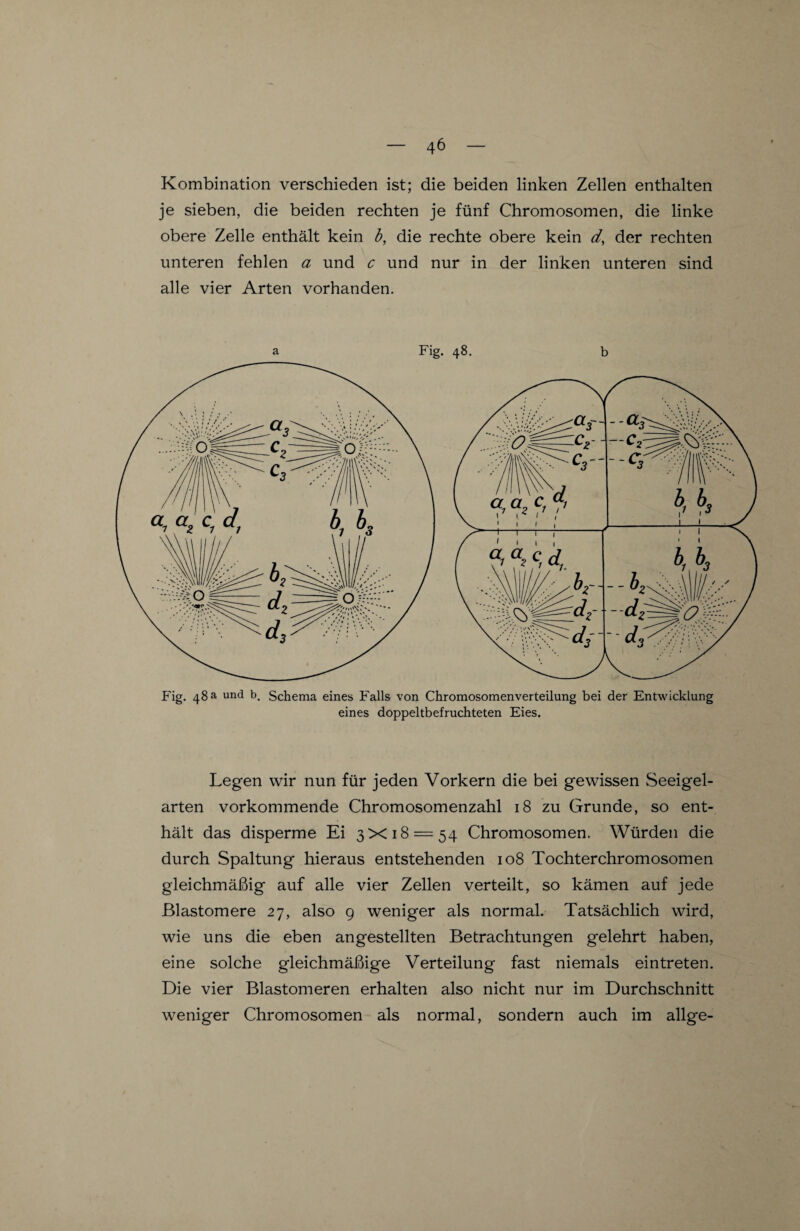 Kombination verschieden ist; die beiden linken Zellen enthalten je sieben, die beiden rechten je fünf Chromosomen, die linke obere Zelle enthält kein b, die rechte obere kein d, der rechten unteren fehlen a und c und nur in der linken unteren sind alle vier Arten vorhanden. a Fig. 48. b Fig. 48 a und b. Schema eines Falls von Chromosomenverteilung bei der Entwicklung eines doppeltbefruchteten Eies. Legen wir nun für jeden Vorkern die bei gewissen Seeigel¬ arten vorkommende Chromosomenzahl 18 zu Grunde, so ent¬ hält das disperme Ei 3X18 = 54 Chromosomen. Würden die durch Spaltung hieraus entstehenden 108 Tochterchromosomen gleichmäßig auf alle vier Zellen verteilt, so kämen auf jede Elastomere 27, also 9 weniger als normal. Tatsächlich wird, wie uns die eben angestellten Betrachtungen gelehrt haben, eine solche gleichmäßige Verteilung fast niemals eintreten. Die vier Blastomeren erhalten also nicht nur im Durchschnitt weniger Chromosomen als normal, sondern auch im allge-