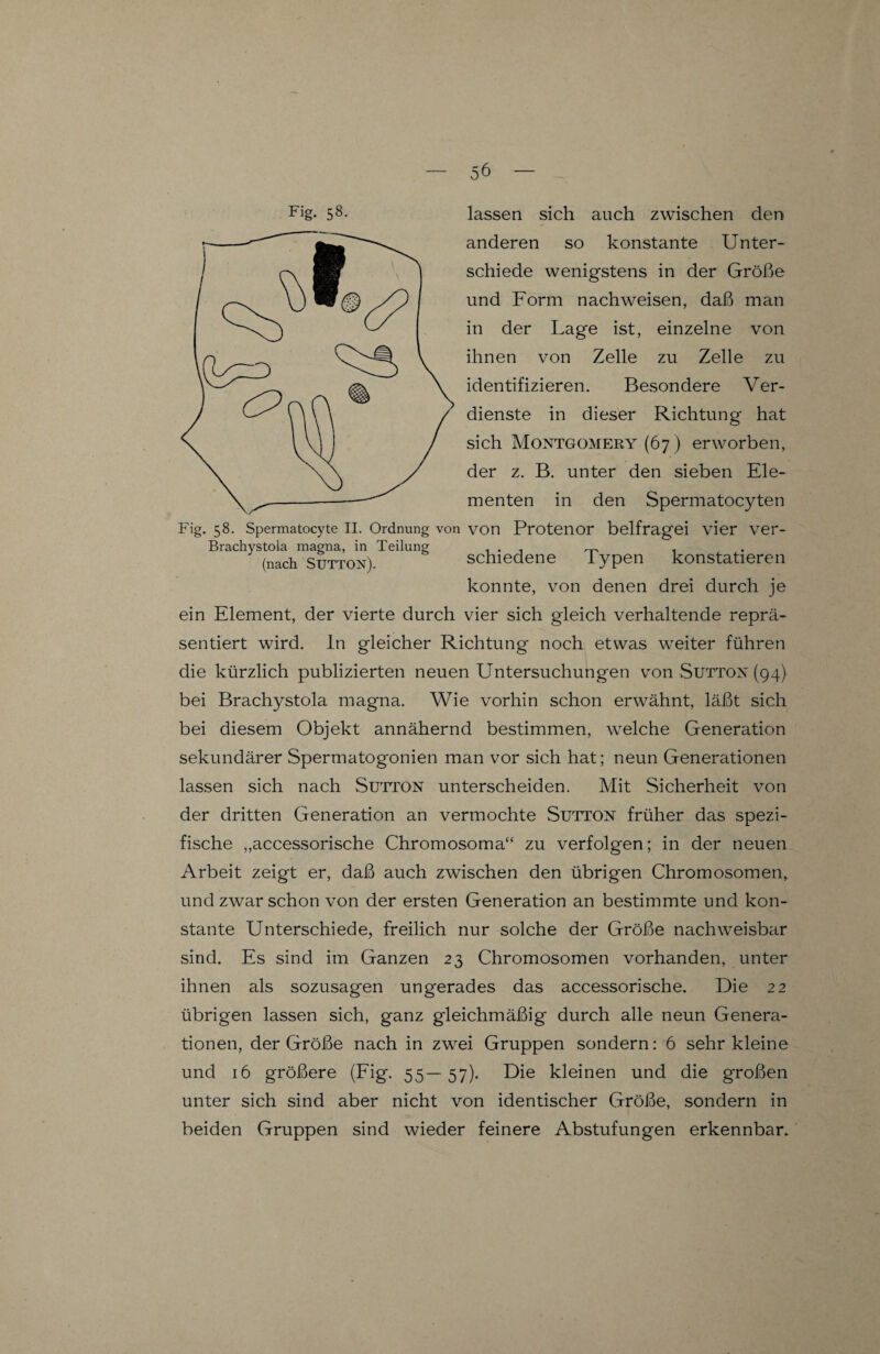 Fig- 58- lassen sich auch zwischen den anderen so konstante Unter¬ schiede wenigstens in der Größe und Form nachweisen, daß man in der Lage ist, einzelne von ihnen von Zelle zu Zelle zu identifizieren. Besondere Ver¬ dienste in dieser Richtung hat sich Montgomery (67) erworben, der z. B. unter den sieben Ele¬ menten in den Spermatocyten Fig. 58. Spermatocyte II. Ordnung von von Protenor belfragei vier ver- Brachystola magna, in Teilung . . - „ , (nach Sutton). schiedene lypen konstatieren konnte, von denen drei durch je ein Element, der vierte durch vier sich gleich verhaltende reprä¬ sentiert wird, ln gleicher Richtung noch etwas weiter führen die kürzlich publizierten neuen Untersuchungen von Sutton (94) bei Brachystola magna. Wie vorhin schon erwähnt, läßt sich bei diesem Objekt annähernd bestimmen, welche Generation sekundärer Spermatogonien man vor sich hat; neun Generationen lassen sich nach Sutton unterscheiden. Mit Sicherheit von der dritten Generation an vermochte Sutton früher das spezi¬ fische „accessorische Chromosoma“ zu verfolgen; in der neuen Arbeit zeigt er, daß auch zwischen den übrigen Chromosomen, und zwar schon von der ersten Generation an bestimmte und kon¬ stante Unterschiede, freilich nur solche der Größe nachweisbar sind. Es sind im Ganzen 23 Chromosomen vorhanden, unter ihnen als sozusagen ungerades das accessorische. Die 22 übrigen lassen sich, ganz gleichmäßig durch alle neun Genera¬ tionen, der Größe nach in zwei Gruppen sondern: 6 sehr kleine und 16 größere (Fig. 55—57). Die kleinen und die großen unter sich sind aber nicht von identischer Größe, sondern in beiden Gruppen sind wieder feinere Abstufungen erkennbar.