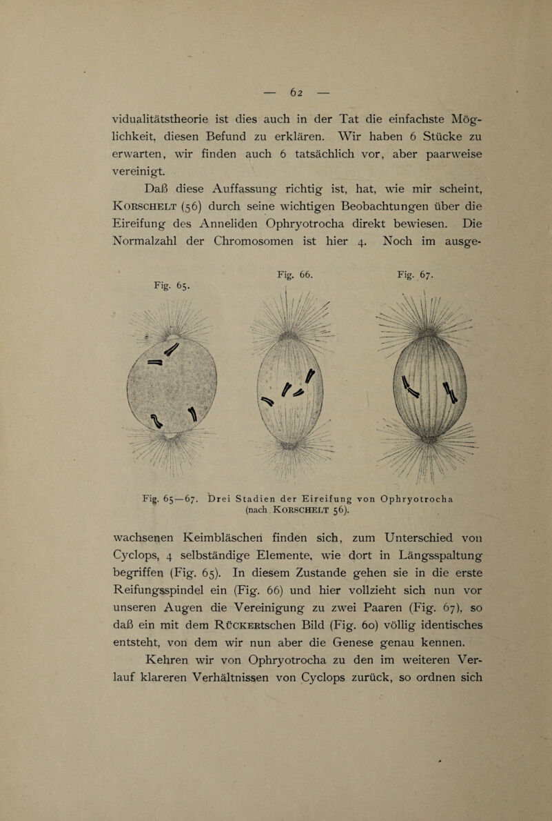 vidualitätstheorie ist dies auch in der Tat die einfachste Mög¬ lichkeit. diesen Befund zu erklären. Wir haben 6 Stücke zu erwarten, wir finden auch 6 tatsächlich vor, aber paarweise vereinigt. Daß diese Auffassung richtig ist, hat, wie mir scheint, Korschelt (56) durch seine wichtigen Beobachtungen über die Eireifung des Anneliden Ophryotrocha direkt bewiesen. Die Normalzahl der Chromosomen ist hier 4. Noch im ausge- Fig. 65. Fig. 65—67. Drei wachsenen Keimbläschen finden sich, zum Unterschied von Cyclops, 4 selbständige Elemente, wie dort in Längsspaltung begriffen (Fig. 65). In diesem Zustande gehen sie in die erste Reifungsspindel ein (Fig. 66) und hier vollzieht sich nun vor unseren Augen die Vereinigung zu zwei Paaren (Fig. 67), so daß ein mit dem RüCKERtschen Bild (Fig. 60) völlig identisches entsteht, von dem wir nun aber die Genese genau kennen. Kehren wir von Ophryotrocha zu den im weiteren Ver¬ lauf klareren Verhältnissen von Cyclops zurück, so ordnen sich Fig. 66. Fig. 67. AUW///- - N\li ilt/Ms ' ' // / M H \\ ^ ■ // III V Stadien der Eireifung von Ophryotrocha (nach Korschelt 56).