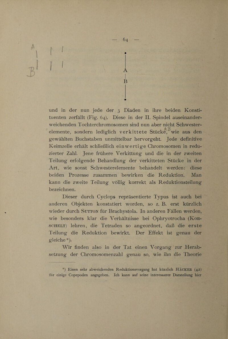 und in der nun jede der 3 Diaden in ihre beiden Konsti¬ tuenten zerfällt (Fig. 64). Diese in der II. Spindel auseinander¬ weichenden Tochterchromosomen sind nun aber nicht Schwester- £t 2 elemente, sondern lediglich verkittete Stücke, wie aus den gewählten Buchstaben unmittelbar hervorgeht. Jede definitive Keimzelle erhält schließlich einwertige Chromosomen in redu¬ zierter Zahl. Jene frühere Verkittung und die in der zweiten Teilung erfolgende Behandlung der verkitteten Stücke in der Art, wie sonst Schwesterelemente behandelt werden: diese beiden Prozesse zusammen bewirken die Reduktion. Man kann die zweite Teilung völlig korrekt als Reduktionsteilung bezeichnen. Dieser durch Cyclops repräsentierte Typus ist auch bei anderen Objekten konstatiert worden, so z. B. erst kürzlich wieder durch Sutton für Brachystola. In anderen Fällen werden, wie besonders klar die Verhältnisse bei Ophryotrocha (Kor- schelt) lehren, die Tetraden so an geordnet, daß die erste Teilung die Reduktion bewirkt. Der Effekt ist genau der gleiche *). Wir finden also in der Tat einen Vorgang zur Herab¬ setzung der Chromosomenzahl genau so, wie ihn die Theorie *) Einen sehr abweichenden Reduktionsvorgang hat kürzlich HÄCKER (42) für einige Copepoden angegeben. Ich kann auf seine interessante Darstellung hier