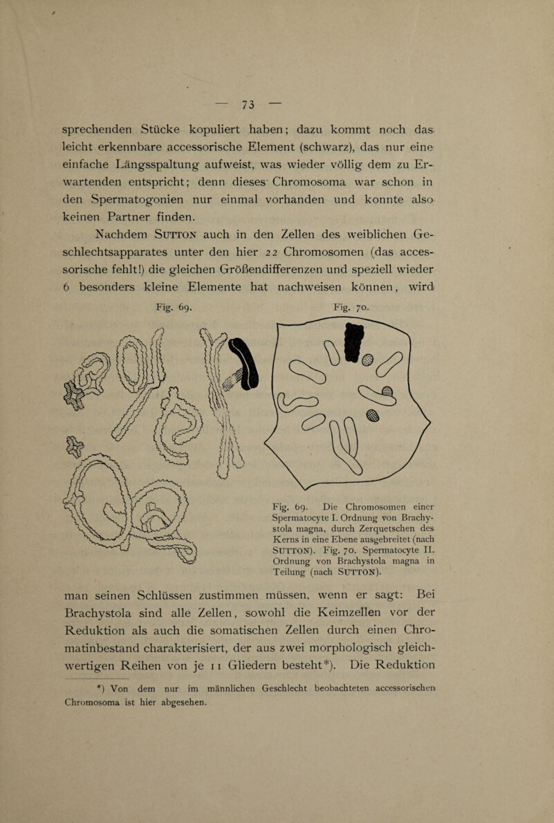 J 73 — sprechenden Stücke kopuliert haben; dazu kommt noch das leicht erkennbare accessorische Element (schwarz), das nur eine einfache Längsspaltung aufweist, was wieder völlig dem zu Er¬ wartenden entspricht; denn dieses- Chromosoma war schon in den Spermatogonien nur einmal vorhanden und konnte also keinen Partner finden. Nachdem Sutton auch in den Zellen des weiblichen Ge¬ schlechtsapparates unter den hier 22 Chromosomen (das acces¬ sorische fehlt!) die gleichen Größendifferenzen und speziell wieder 6 besonders kleine Elemente hat nachweisen können, wird Fig. 69. Fig. 70. Teilung (nach SüTTON). man seinen Schlüssen zustimmen müssen, wenn er sagt: Bei Brachystola sind alle Zellen, sowohl die Keimzellen vor der Reduktion als auch die somatischen Zellen durch einen Chro¬ matinbestand charakterisiert, der aus zwei morphologisch gleich¬ wertigen Reihen von je 11 Gliedern besteht*). Die Reduktion *) Von dem nur im männlichen Geschlecht beobachteten accessorischen Chromosoma ist hier abgesehen.