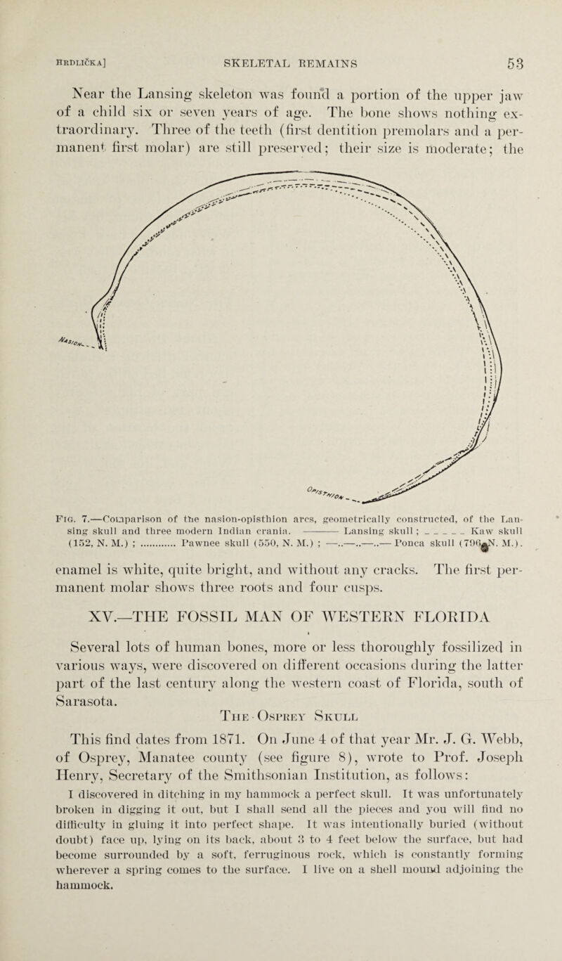 Near the Lansing skeleton was found a portion of the upper jaw of a child six or seven years of age. The bone shows nothing ex¬ traordinary. Three of the teeth (first dentition premolars and a per¬ manent first molar) are still preserved; their size is moderate; the Fig. 7.—Comparison of the nasion-opisthion arcs, geometrically constructed, of the Lan¬ sing skull and three modern Indian crania. ———- Lansing skull ;_Kaw skull (152, N. M.) ; . Pawnee skull (550, N. M.) ; —..—..—..— Ponca skull (796^N. M.). enamel is white, quite bright, and without any cracks. The first per¬ manent molar shows three roots and four cusps. xv.—THE FOSSIL MAN OF WESTERN FLORIDA i Several lots of human bones, more or less thoroughly fossilized in various ways, were discovered on different occasions during the latter part of the last century along the western coast, of Florida, south of Sarasota. The Osprey Skull This find dates from 1871. On June 4 of that year Mr. J. G. Webb, of Osprey, Manatee county (see figure 8), wrote to Prof. Joseph Henry, Secretary of the Smithsonian Institution, as follows: I discovered in ditching in my hammock a perfect skull. It was unfortunately broken in digging it out, but I shall send all the pieces and you will find no difficulty in gluing it into perfect shape. It was intentionally buried (without doubt) face up, lying on its back, about 3 to 4 feet below the surface, but had become surrounded by a soft, ferruginous rock, which is constantly forming wherever a spring comes to the surface. I live on a shell mound adjoining the hammock.