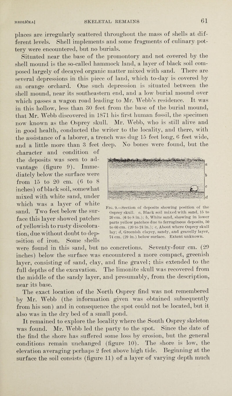 places are irregularly scattered throughout the mass of shells at dif¬ ferent levels. Shell implements and some fragments of culinary pot¬ tery were encountered, but no burials. Situated near the base of the promontory and not covered by the shell mound is the so-called hammock land, a layer of black soil com¬ posed largely of decayed organic matter mixed with sand. There are several depressions in this piece of land, which to-day is covered by an orange orchard. One such depression is situated between the shell mound, near its southeastern end, and a low burial mound over which passes a wagon road leading to Mr. Webb’s residence. It was in this hollow, less than 30 feet from the base of the burial mound, that Mr. Webb discovered in 1871 his first human fossil, the specimen now known as the Osprey skull. Mr. Webb, who is still alive and in good health, conducted the writer to the locality, and there, with the assistance of a laborer, a trench was dug 15 feet long, 6 feet wide, and a little more than 3 feet deep. No bones were found, but the character and condition of the deposits was seen to ad¬ vantage (figure 9). Imme¬ diately below the surface were from 15 to 20 cm. (6 to 8 inches) of black soil, somewhat mixed with white sand, under which was a layer of white sand. Two feet below the sur¬ face this layer showed patches of yellowish to rusty discolora¬ tion, due without doubt to dep^ osition of iron. Some shells were found in this sand, but no concretions. Seventy-four cm. (29 inches) below the surface was encountered a more compact, greenish layer, consisting of sand, clay, and fine gravel; this extended to the full depths of the excavation. The limonite skull was recovered from the middle of the sandy layer, and presumably, from the description, near its base. The exact location of the North Osprey find was not remembered by Mr. Webb (the information given was obtained subsequently from his son) and in consequence the spot could not be located, but it also was in the dry bed of a small pond. It remained to explore the locality where the South Osprey skeleton was found. Mr. Webb led the party to the spot. Since the date of the find the shore has suffered some loss by erosion, but the general conditions remain unchanged (figure 10). The shore is low, the elevation averaging perhaps 2 feet above high tide. Beginning at the surface the soil consists (figure 11) of a layer of varying depth much Fig. 9.—Section of deposits showing position of the Osprey skull, a, Black soil mixed with sand, 15 to 20 cm. (6 to 8 in.); b, White sand, showing in lower parts yellow patches due to ferruginous deposits, 50 to 60 cm. (20 to 24 in.); c, About where Osprey skull lay; d, Greenish clayey, sandy, and gravelly layer, 74 cm. (29 in.) below surface. Extent unknown.