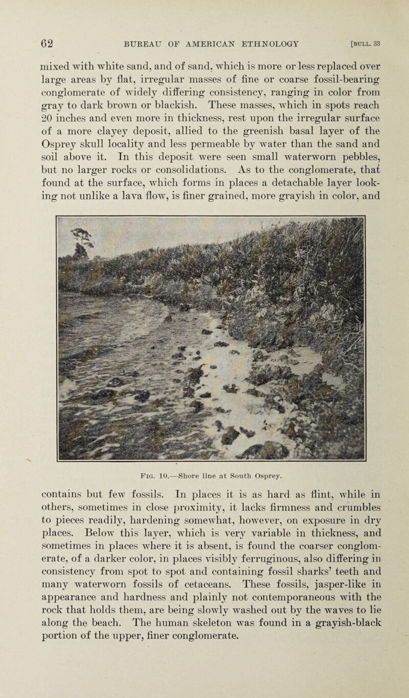 mixed with white sand, and of sand, which is more or less replaced over large areas by flat, irregular masses of fine or coarse fossil-bearing conglomerate of widely differing consistency, ranging in color from gray to dark brown or blackish. These masses, which in spots reach 20 inches and even more in thickness, rest upon the irregular surface of a more clayey deposit, allied to the greenish basal layer of the Osprey skull locality and less permeable by water than the sand and soil above it. In this deposit were seen small waterworn pebbles, but no larger rocks or consolidations. As to the conglomerate, that found at the surface, which forms in places a detachable layer look¬ ing not unlike a lava flow, is finer grained, more grayish in color, and Fig. 10.—Shore line at South Osprey. contains but few fossils. In places it is as hard as flint, while in others, sometimes in close proximity, it lacks firmness and crumbles to pieces readily, hardening somewhat, however, on exposure in dry places. Below this layer, which is very variable in thickness, and sometimes in places where it is absent, is found the coarser conglom¬ erate, of a darker color, in places visibly ferruginous, also differing in consistency from spot to spot and containing fossil sharks’ teeth and many waterworn fossils of cetaceans. These fossils, jasper-like in appearance and hardness and plainly not contemporaneous with the rock that holds them, are being slowly washed out by the waves to lie along the beach. The human skeleton was found in a grayish-black portion of the upper, finer conglomerate.