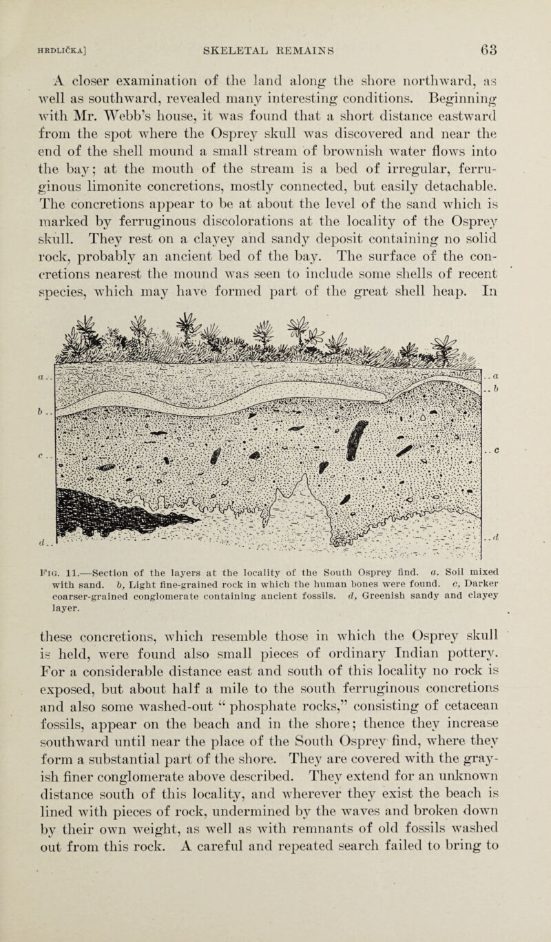 A closer examination of the land along the shore northward, as well as southward, revealed many interesting conditions. Beginning with Mr. Webb’s house, it was found that a short distance eastward from the spot where the Osprey skull was discovered and near the end of the shell mound a small stream of brownish water flows into the bay; at the mouth of the stream is a bed of irregular, ferru¬ ginous limonite concretions, mostly connected, but easily detachable. The concretions appear to be at about the level of the sand which is marked by ferruginous discolorations at the locality of the Osprey skull. They rest on a clayey and sandy deposit containing no solid rock, probably an ancient bed of the bay. The surface of the con¬ cretions nearest the mound was seen to include some shells of recent species, which may have formed part of the great shell heap. In Fig. 11.—Section of the layers at the locality of the South Osprey find. a. Soil mixed with sand, b, Light fine-grained rock in which the human hones were found, c, Darker coarser-grained conglomerate containing ancient fossils, d, Greenish sandy and clayey layer. these concretions, which resemble those in which the Osprey skull is held, were found also small pieces of ordinary Indian pottery. For a considerable distance east and south of this locality no rock is exposed, but about half a mile to the south ferruginous concretions and also some washed-out “ phosphate rocks,” consisting of cetacean fossils, appear on the beach and in the shore; thence they increase southward until near the place of the South Osprey find, where they form a substantial part of the shore. They are covered with the gray¬ ish finer conglomerate above described. They extend for an unknown distance south of this locality, and wherever they exist the beach is lined with pieces of rock, undermined by the waves and broken down by their own weight, as well as with remnants of old fossils washed out from this rock. A careful and repeated search failed to bring to