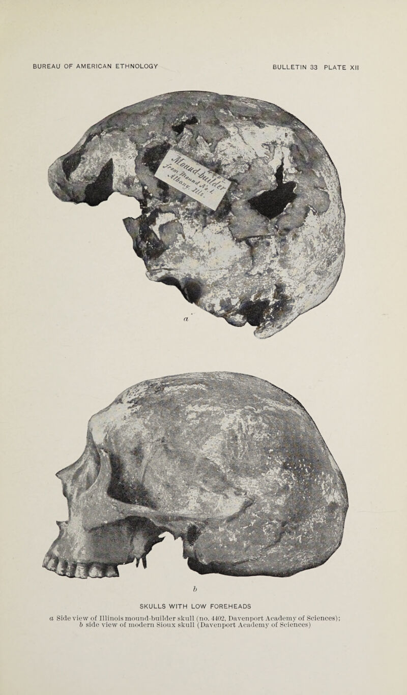 . b SKULLS WITH LOW FOREHEADS a Side view of Illinois mound-builder skull (no. 4402, Davenport Academy of Sciences); b side view of modern Sioux skull (Davenport Academy of Sciences)