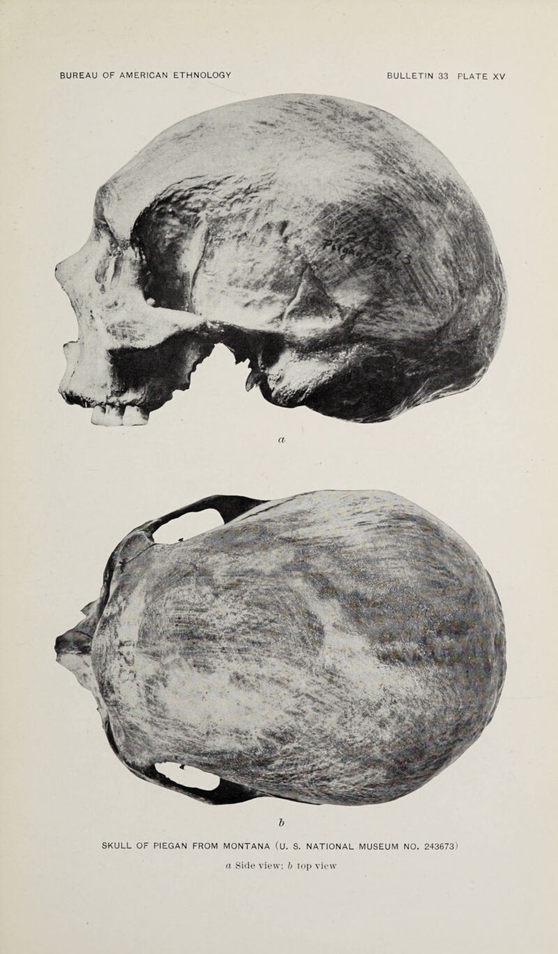 b SKULL OF PIEGAN FROM MONTANA (U. S. NATIONAL MUSEUM NO. 243673)