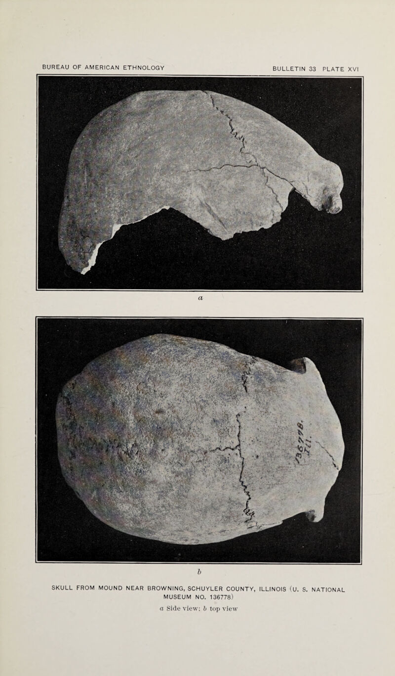 b SKULL FROM MOUND NEAR BROWNING, SCHUYLER COUNTY, ILLINOIS (U. S. NATIONAL MUSEUM NO. 136778)