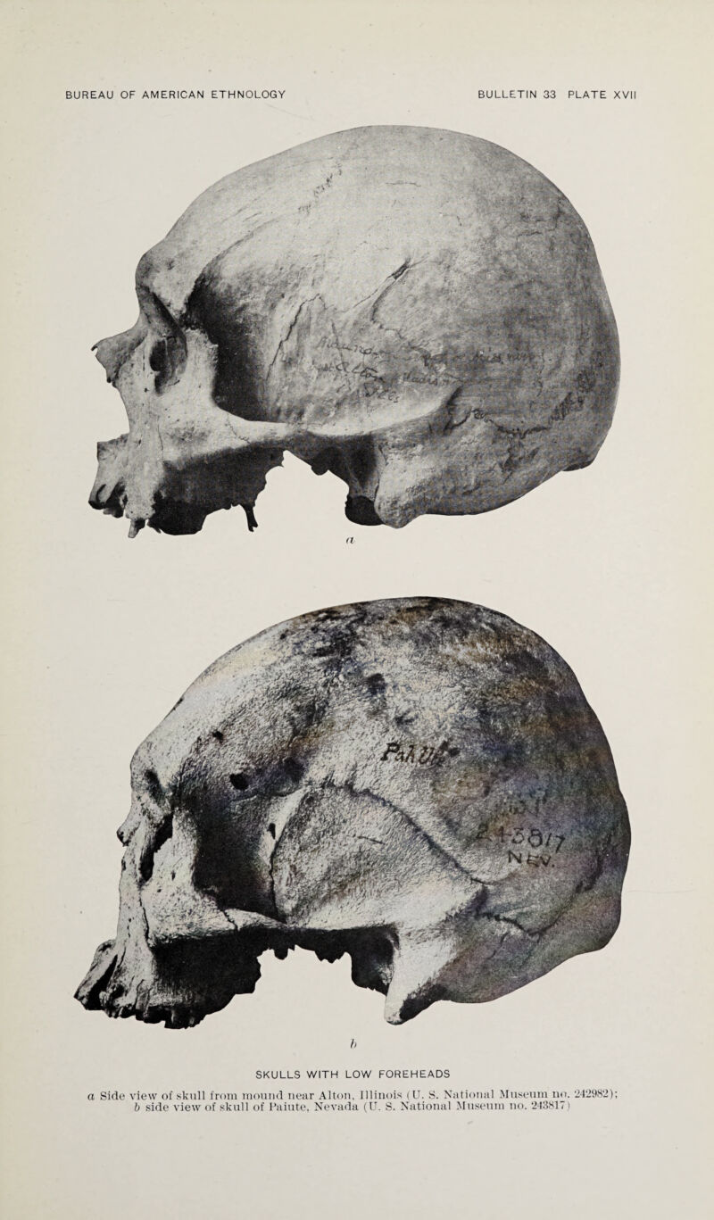 SKULLS WITH LOW FOREHEADS a Side view of skull from mound near Alton, Illinois (U. S. National Museum no. 242982); b side view of skull of Paiute, Nevada (U. S. National Museum no. 243817)