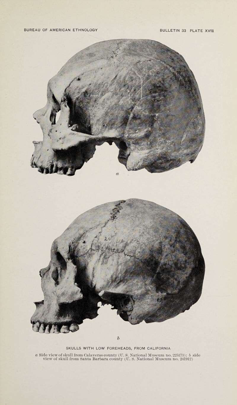 'X b SKULLS WITH LOW FOREHEADS, FROM CALIFORNIA a Side view of skull from Calaveras county (U. S. National Museum no. 225173); b side view of skull from Santa Barbara county (U. S. National Museum no. 241912)