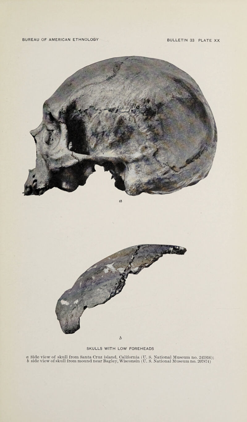 a b SKULLS WITH LOW FOREHEADS b side view of skull from mound near Bagley, Wisconsin (U. S. National Museum no. 207874) ''-*88*