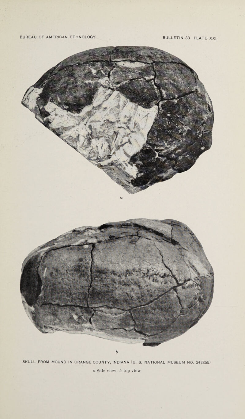 SKULL FROM MOUND IN ORANGE COUNTY, INDIANA (U. S. NATIONAL MUSEUM NO. 243855)