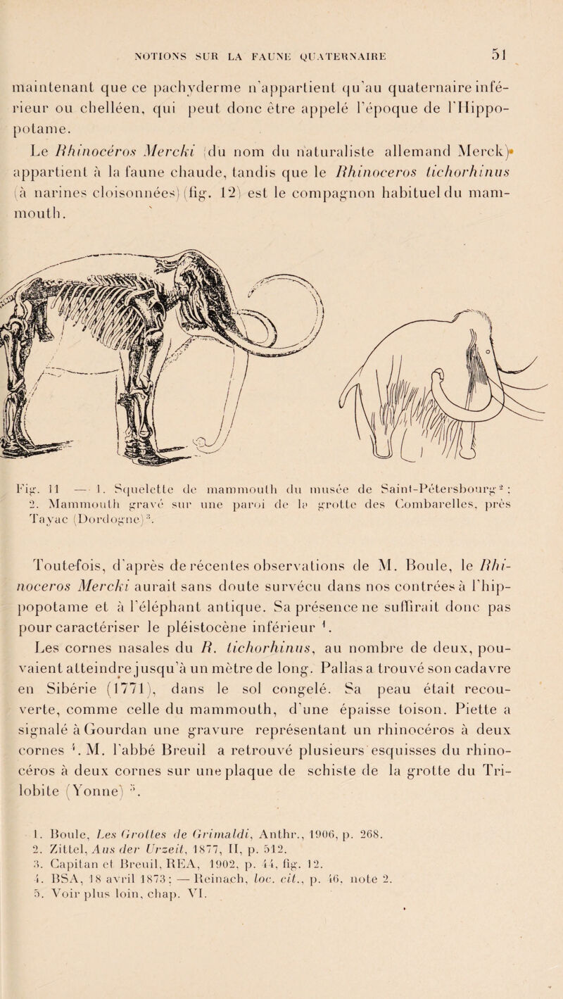 maintenant que ce pachyderme n’appartient qu’au quaternaire infé¬ rieur ou chelléen, qui peut donc être appelé l’époque de l'Hippo¬ potame. Le Rhinocéros Mercki (du nom du naturaliste allemand Merck)» appartient à la faune chaude, tandis que le Rhinocéros tichorhinus (à narines cloisonnées} (fig*. 12) est le compagnon habituel du mam¬ mouth . Fig1. 11 — 1. Squelette de mammouth du musée de Saint-Pétersbourg-2 : 2. Mammouth gravé sur une paroi de la grotte des Combarelles, près T a v a c ( D o rd o g n e )3. Toutefois, d’après de récentes observations de M. Boule, le Rhi¬ nocéros Mercki aurait sans doute survécu dans nos contrées à l’hip¬ popotame et à l’éléphant antique. Sa présence ne suffirait donc pas pour caractériser le pléistocène inférieur L Les cornes nasales du R. tichorhinus, au nombre de deux, pou¬ vaient atteindre jusqu’à un mètre de long-. Pallas a trouvé son cadavre en Sibérie (1771), dans le sol congelé. Sa peau était recou¬ verte, comme celle du mammouth, d’une épaisse toison. Piette a signalé àGourdan une gravure représentant un rhinocéros à deux cornes LM. l’abbé Breuil a retrouvé plusieurs esquisses du rhino¬ céros à deux cornes sur une plaque de schiste de la grotte du Tri- lobite (Yonne) b 1. Boule, Les Grottes de Grimaldi, Anthr., 1906, p. 268. 2. Zittel, Aus der Urzeit, 1877, II, p. 512. 3. Gapitan et Breuil, RFA, 1902, p. 44, fig. 12. 4. BSA, 18 avril 1873; — Rcinach, Loc. ait., p. 46, note 2. 5. Voir plus loin, chap. VI.