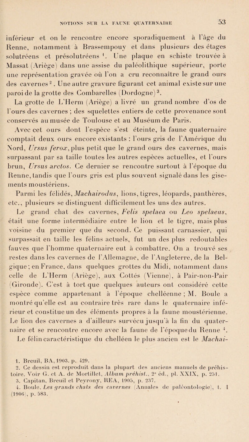 inférieur et on le rencontre encore sporadiquement à l’âge du Renne, notamment à Brassempouy et dans plusieurs des étages solutréens et présolutréens 1. Une plaque en schiste trouvée à Massat (Ariège) dans une assise du paléolithique supérieur, porte une représentation gravée où l’on a cru reconnaître le grand ours des cavernes2 . Une autre gravure figurant cet animal existe sur une paroi de la grotte des Combarelles (Dordogne)3 4. La grotte de L’Herm (Ariège) a livré un grand nombre d’os de l'ours des ca\rernes ; des squelettes entiers de cette provenance sont conservés au musée de Toulouse et au Muséum de Paris. Avec cet ours dont l'espèce s'est éteinte, la faune quaternaire comptait deux ours encore existants : l’ours gris de l’Amérique du Nord, Ursus ferox, plus petit que le grand ours des cavernes, mais surpassant par sa taille toutes les autres espèces actuelles, et l’ours brun, Ursus arctos. Ce dernier se rencontre surtout à l’époque du Renne, tandis que l’ours gris est plus souvent signalé dans les gise¬ ments moustériens. Parmi les félidés, Machairodus, lions, tigres, léopards, panthères, etc., plusieurs se distinguent difficilement les uns des autres. Le grand chat des cavernes, Felis spelaea ou Léo spelaeus, était une forme intermédiaire entre le lion et le tigre, mais plus voisine du premier que du second. Ce puissant carnassier, qui surpassait en taille les félins actuels, fut un des plus redoutables fauves que l’homme quaternaire eut à combattre. On a trouvé ses restes dans les cavernes de l’Allemagne, de l'Angleterre, de la Bel¬ gique ; en France, dans quelques grottes du Midi, notamment dans celle de L’Herm (Ariège), aux Cottés (Vienne), à Pair-non-Pair (Gironde). C’est à tort que quelques auteurs ont considéré cette espèce comme appartenant à l’époque chelléenne ; M. Boule a montré qu elle est au contraire très rare dans le quaternaire infé¬ rieur et constitue un des éléments propres à la faune moustérienne. Le lion des cavernes a d’ailleurs survécu jusqu’à la fin du quater¬ naire et se rencontre encore avec la faune de l’époque du Renne L Le félin caractéristique du chelléen le plus ancien est le Machai- 1. Breuil, BA, 1903. p. 429. 2. Ce dessin est reproduit dans la plupart des anciens manuels de préhis¬ toire. Voir G. et A. de Mortillet, Album préhist., 2° éd., pl. XXIX, p. 251. 3. Capitan, Breuil et Peyrony, ltEA, 1905, p. 237. 4. Boule, Les grands chats des cavernes (Annales de paléontologie), t. I (1906), p. 583.