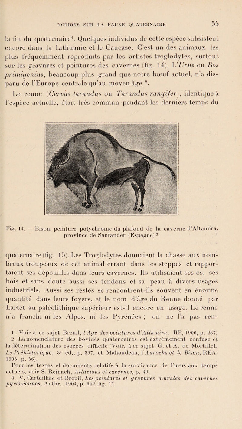 la fin du quaternaire1. Quelques individus de cette espèce subsistent encore dans la Lithuanie et le Caucase. C’est un des animaux les plus fréquemment reproduits par les artistes troglodytes, surtout sur les gravures et peintures des cavernes (fig. 14). L'Urus ou Bos primigenius, beaucoup plus grand que notre bœuf actuel, n'a dis¬ paru de l’Europe centrale qu’au moyen âge 2 3. Le renne (Cervùs tarandus ou Tarandus rangifer), identique à l’espèce actuelle, était très commun pendant les derniers temps du Fig'. 14. — Bison, peinture polychrome du plafond de la caverne d’Altamira, province de Santander (Espagne) 3. • . 1 ■ f quaternaire (fig. 15).Les Troglodytes donnaient la chasse aux nom¬ breux troupeaux de cet animal errant dans les steppes et rappor¬ taient ses dépouilles dans leurs cavernes. Ils utilisaient ses os, ses bois et sans doute aussi ses tendons et sa peau à divers usages industriels. Aussi ses restes se rencontrent-ils souvent en énorme quantité dans leurs foyers, et le nom d’âge du Renne donné par Lartet au paléolithique supérieur est-il encore en usage. Le renne n’a franchi ni les Alpes, ni les Pyrénées ; on ne l’a pas ren- 1. Voir à ce sujet Breuil, l'Age des peintures d'Altamira, RP, 1906, p. 237. 2. La nomenclature des bovidés quaternaires est extrêmement confuse et la détermination des espèces difficile (Voir, à ce sujet, G. et A. de Mortillet, Le Préhistorique, 3e éd., p. 397, et Mahoudeau, VAurochs et le Bison, REA> 1905, p. 56). Pour les textes et documents relatifs à la survivance de l'urus aux temps actuels, voir S. Reinach, Allouions et cavernes, p. 49. 3. V. Cartailhac et Breuil, Les peintures et gravures murales des cavernes pyrénéennes, Anthr., 1904, p. 642, fig. 17.