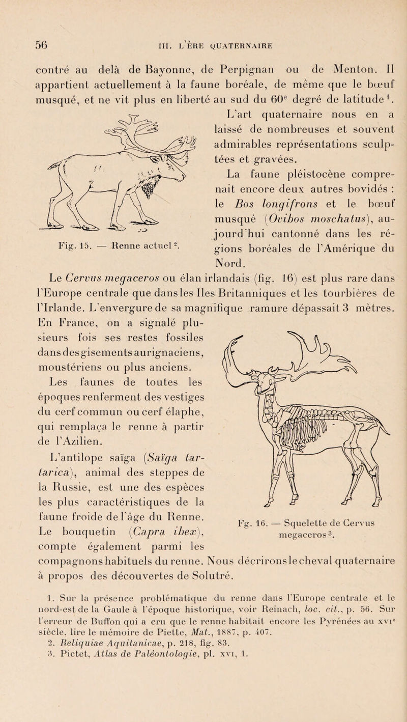 contré au delà de Bayonne, de Perpignan ou de Menton. Il appartient actuellement à la faune boréale, de même que le bœuf musqué, et ne vit plus en liberté au sud du 60e degré de latitude 1. L’art quaternaire nous en a laissé de nombreuses et souvent admirables représentations sculp¬ tées et gravées. La faune pléistocène compre¬ nait encore deux autres bovidés : le Bas longifrons et le bœuf musqué (Ovibos moschatus), au- jourd hui cantonné dans les ré¬ gions boréales de l’Amérique du Nord. Le Cervus megaceros ou élan irlandais (fig. 16) est plus rare dans l'Europe centrale que dans les Iles Britanniques et les tourbières de l’Irlande. L’envergure de sa magnifique ramure dépassait 3 mètres. En France, on a signalé plu¬ sieurs fois ses restes fossiles dans des gisements aurignaciens, moustériens ou plus anciens. Les faunes de toutes les époques renferment des vestiges du cerf commun ou cerf élaphe, qui remplaça le renne à partir de l’Azilien. L’antilope saïga (Saïga tar- tarica), animal des steppes de la Russie, est une des espèces les plus caractéristiques de la faune froide de l’âge du Renne. Le bouquetin (Capra ihex), compte également parmi les compagnons habituels du renne. Nous décrirons le cheval quaternaire à propos des découvertes de Solutré. J. Sur la présence problématique du renne dans l'Europe centrale et le nord-est de la Gaule à l'époque historique, voir Reinach, loc. cil., p. 56. Sur l’erreur de Bulïon qui a cru que le renne habitait encore les Pyrénées au xvie siècle, lire le mémoire de Piette, Mat., 1887, p. 107. 2. Reliquiae Aquitanicae, p. 218, fig. 83. 3. Pictet, Atlas de Paléontologie, pl. xvi, 1. Fg. 16. — Squelette de Cervus megaceros 3. Fig. 15. — Renne actuel2.