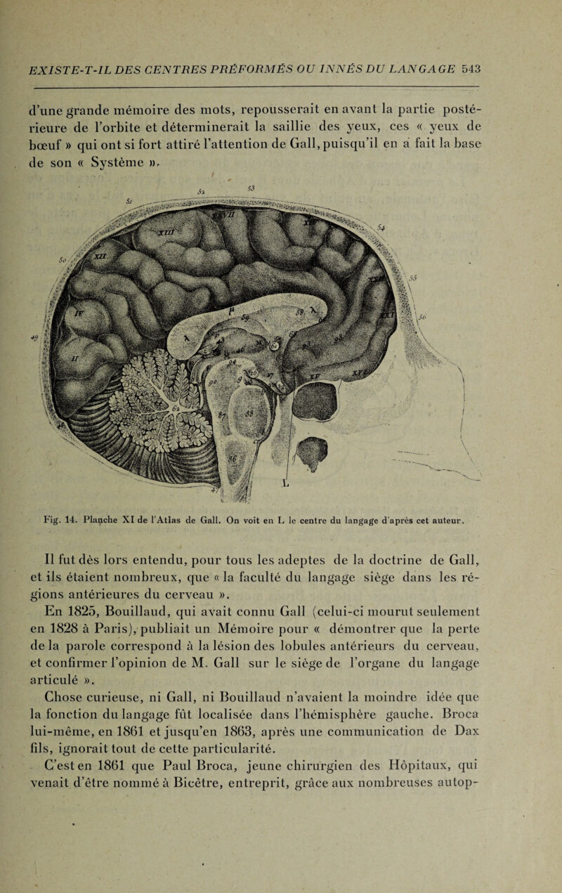 d’une grande mémoire des mots, repousserait en avant la partie posté¬ rieure de l’orbite et déterminerait la saillie des yeux, ces « yeux de bœuf » qui ont si fort attiré l’attention de Gall, puisqu’il en a fait la base de son « Système », Fig. 14. Planche XI de l'Atlas de Gall. On voit en L le centre du langage d'après cet auteur. Il fut dès lors entendu, pour tous les adeptes de la doctrine de Gall, et ils étaient nombreux, que « la faculté du langage siège dans les ré¬ gions antérieures du cerveau ». En 1825, Bouillaud, qui avait connu Gall (celui-ci mourut seulement en 1828 à Paris), publiait un Mémoire pour « démontrer que la perte de la parole correspond à la lésion des lobules antérieurs du cerveau, et confirmer l’opinion de M. Gall sur le siège de l’organe du langage articulé ». Chose curieuse, ni Gall, ni Bouillaud n’avaient la moindre idée que la fonction du langage fût localisée dans l’hémisphère gauche. Broca lui-même, en 1861 et jusqu’en 1863, après une communication de Dax fils, ignorait tout de cette particularité. C’est en 1861 que Paul Broca, jeune chirurgien des Hôpitaux, qui venait d’être nommé à Bicètre, entreprit, grâce aux nombreuses autop-