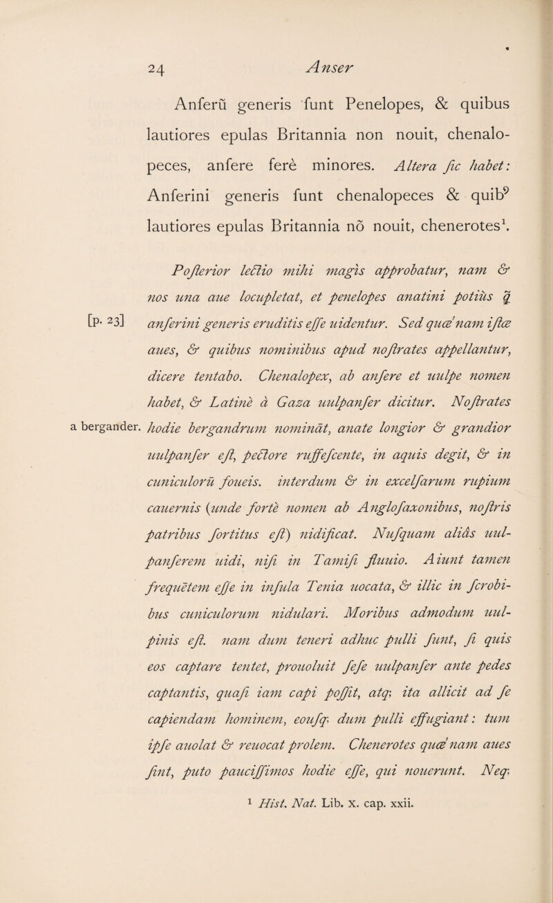 Anferu generis 'funt Penelopes, & quibus lautiores epulas Britannia non nouit, chenalo- peces, anfere fere minores. Altera fic hahet: Anferini generis funt chenalopeces & quib^ lautiores epulas Britannia no nouit, chenerotes\ Pojierior le6lio mihi magis approbatur^ nam & nos una aue lociLpletat^ et penelopes anatini potiUs g [p- 23] anferini generis eritditis effe uidentur. Sed quce nam iftcE aues, & quibus nominibus apud nojirates appellantur^ dicere teiitabo. Chenalopex, ab anfere et milpe nome7z habet, & Latine a Gaza uulpanfer dicitur. Nofirates bergander. hodie bergandrum nominat, a?iate loitgior & grandior imlpaitfer efl, pedlore ruffefceitte, in aquis degit, & in ctmicidoru foueis. interdum & in excelfarum rtipium cauernis {imde forte nomeit ab A7iglofaxo7iibus, noflris patribus fortitus eff) nidificat. Niifquam alias uul- panferem uidi, nifi in Tamifi fiuuio. Aiunt tamen frequetem ej]e in infula Tenia uocata, & illic in fcrobi- bus cimiculorum nididari. Moribus admodum uul- pinis efl. nam dum teneri adhuc pulli funt, fi quis eos captare tentet, prouoluit fefe uulpanfer ante pedes captantis, quafi iam capi poffit, atq\ ita allicit ad fe capiendam hominem, eoufq\ dum pidli effugiant: tum ipfe auolat & remeat prolem. Chenerotes quce nam aues fint, pido pauciffimos hodie effe, qui nouerunt. Neq\