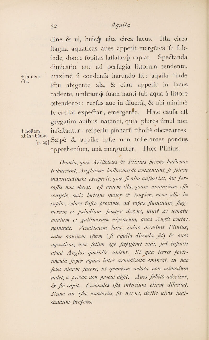 t in deie- 6lu. t hoflem alias abtidat. [P- 29] dine & ui, huicqj uita circa lacus. Ifta circa ftagna aquaticas aues appetit mergetes fe fub- inde, donec fopitas laffatasc^J rapiat. Spedlanda dimicatio, aue ad perfugia littorum tendente, maxime fi condenfa harundo fit: aquila finde i6lu abigente ala, & cum appetit in lacus cadente, umbramcj^ fuam nanti fub aqua a littore oftendente : rurfus aue in diuerfa, & ubi minime fe credat expedlari, emergente. Haec caufa efh gregatim auibus natandi, quia plures fimul non infeftantur: refperfu pinnaru f hofhe obcaecantes. Saepe & aquilae ipfae non tollerantes pondus apprehenfum, una merguntur. Haec Plinius. Omnia, qnm Arijloteles & Plinius percno haPtenus tribiLerimt, Anglorum balbushardo conueniunt, fi /olam magnitudinem exceperis, qucE fi aha adfuerint, hic for- tafifiis non oberit, efi autem illa, quam anatariam effe conijcio, auis buteone maior & longior, neuo albo in capite, colore fufco proximo, ad ripas fluminum, flag- norum et paludium femper degens, uiuit ex uenatu anatum et gallinarum nigrarum, quas Angli coutas. nominat. Venationem hanc, cuius meminit Plinius, inter aquilam iflam {fi aquila dicenda fil) & aues aquaticas, non fiolilm ego fcepijfime uidi, fed infiniti apud Anglos quotidie uident. Si jqua terree porti¬ uncula fuper aquas inter arundineta emineat, in hac folet nidum facere, ut quoniam uolatu non admodum ualet, a prceda non procul abfit. Aues fub ito adoritur, & fic capit. Cuniculos ifla interdum etiam dilaniat. Nunc an ifla anataria fit nec ne, dodiis uiris indi¬ candum propono.