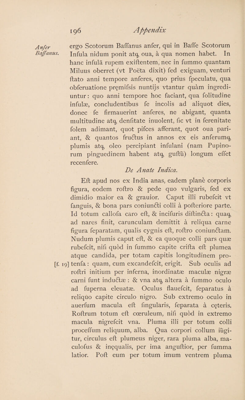 Anfer ergo Scotorum Baffanus anfer, qui in Baffe Scotorum Bajarius. Infula nidum ponit atq oua, a qua nomen habet. In hanc infula rupem exifhentem, nec in fummo quantam Miluus oberret (vt Poeta dixit) fed exiguam, venturi ftato anni tempore anferes, quo prius fpeculatu, qua obferuatione premifsis nuntijs vtantur quam ingredi¬ untur : quo anni tempore hoc faciant, qua folitudine infulae, concludentibus fe incolis ad aliquot dies, donec fe firmauerint anferes, ne abigant, quanta multitudine atq denfitate inuolent, fic vt in ferenitate folem adimant, quot pifces afferant, quot oua pari¬ ant, & quantos frudtus in annos ex eis anferumq plumis atq oleo percipiant infulani (nam Pupino- rum pinguedinem habent atq guftu) longum effet recenfere. De Anate Indica. Eft apud nos ex India anas, eadem plane corporis figura, eodem roftro & pede quo vulgaris, fed ex dimidio maior ea & grauior. Caput illi rubefcit vt fanguis, & bona pars coniundli colli a pofheriore parte. Id totum callofa caro eft, & incifuris difhindla: quaq ad nares finit, carunculam demittit a reliqua carne figura feparatam, qualis cygnis eft, roftro coniundlam. Nudum plumis caput eft, & ea quoque colli pars quae rubefcit, nifi quod in fummo capite crifta eft plumea atque candida, per totam capitis longitudinem pro- [f. 19] tenfa: quam, cum excandefcit, erigit. Sub oculis ad roftri initium per inferna, inordinatae maculae nigrae carni funt indudlae : & vna atq altera a fummo oculo ad fuperna eleuatae. Oculus flauefcit, feparatus a reliquo capite circulo nigro. Sub extremo oculo in auerfum macula eft fingularis, feparata a ceteris. Roftrum totum eft coeruleum, nifi quod in extremo macula nigrefcit vna. Pluma illi per totum colli proceffum reliquum, alba. Qua corpori collum iugi- tur, circulus eft plumeus niger, rara pluma alba, ma- culofus & in^qualis, per ima anguftior, per fumma latior. Poft eum per totum imum ventrem pluma