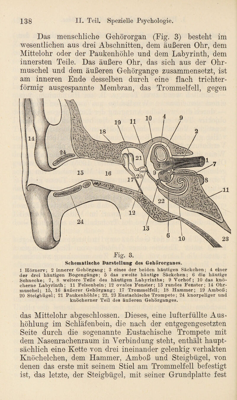 Das menschliche Gehörorgan (Fig. 3) besteht im wesentlichen aus drei Abschnitten, dem äußeren Ohr, dem Mittelohr oder der Paukenhöhle und dem Labyrinth, dem innersten Teile. Das äußere Ohr, das sich aus der Ohr¬ muschel und dem äußeren Gehörgange zusammensetzt, ist am inneren Ende desselben durch eine flach trichter¬ förmig ausgespannte Membran, das Trommelfell, gegen Schematische Darstellung des Gehörorganes. 1 Hörnerv; 2 innerer G-ehörgang; 3 eines der beiden häutigen Säckchen; 4 einer der drei häutigen Bogengänge; 5 das zweite häutige Säckchen; 6 die häutige Schnecke; 7, 8 weitere Teile des häutigen Labyrinths; 9 Yorhof; 10 das knö¬ cherne Labyrinth; 11 Felsenbein; 12 ovales Fenster; 13 rundes Fenster; 14 Ohr¬ muschel; 15, 16 äußerer G-ehörgang; 17 Trommelfell; 18 Hammer; 19 Amboß; 20 Steigbügel; 21 Paukenhöhle; 22, 23 Eustachische Trompete; 24 knorpeliger und knöcherner Teil des äußeren Gehörganges. das Mittelohr abgeschlossen. Dieses, eine lufterfüllte Aus* höhlung im Schläfenbein, die nach der entgegengesetzten Seite durch die sogenannte Eustachische Trompete mit dem Nasenrachenraum in Verbindung steht, enthält haupt¬ sächlich eine Kette von drei ineinander gelenkig verhakten Knöchelchen, dem Hammer, Amboß und Steigbügel, von denen das erste mit seinem Stiel am Trommelfell befestigt ist, das letzte, der Steigbügel, mit seiner Grundplatte fest