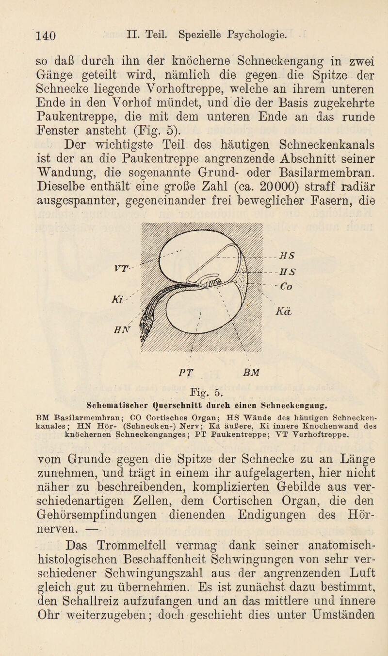 so daß durch ihn der knöcherne Schneckengang in zwei Gänge geteilt wird, nämlich die gegen die Spitze der Schnecke liegende Vorhof treppe, welche an ihrem unteren Ende in den Vorhof mündet, und die der Basis zugekehrte Paukentreppe, die mit dem unteren Ende an das runde Fenster ansteht (Fig. 5). Der wichtigste Teil des häutigen Schneckenkanals ist der an die Paukentreppe angrenzende Abschnitt seiner Wandung, die sogenannte Grund- oder Basilarmembran. Dieselbe enthält eine große Zahl (ca. 20000) straff radiär ausgespannter, gegeneinander frei beweglicher Fasern, die BM PT Schematischer Querschnitt durch einen Schneckengang. BM Basilarmembran; CO Cortisches Organ; HS Wände des häutigen Schnecken¬ kanales; HN Hör- (Schnecken-) Nerv; Kä äußere, Ki innere Knochenwand des knöchernen Schneckenganges; PT Paukentreppe; YT Yorhoftreppe. vom Grunde gegen die Spitze der Schnecke zu an Länge zunehmen, und trägt in einem ihr aufgelagerten, hier nicht näher zu beschreibenden, komplizierten Gebilde aus ver¬ schiedenartigen Zellen, dem Cortischen Organ, die den Gehörsempfindungen dienenden Endigungen des Hör¬ ner ven. — Das Trommelfell vermag dank seiner anatomisch¬ histologischen Beschaffenheit Schwingungen von sehr ver¬ schiedener Schwingungszahl aus der angrenzenden Luft gleich gut zu übernehmen. Es ist zunächst dazu bestimmt, den Schallreiz aufzufangen und an das mittlere und innere Ohr weiterzugeben; doch geschieht dies unter Umständen