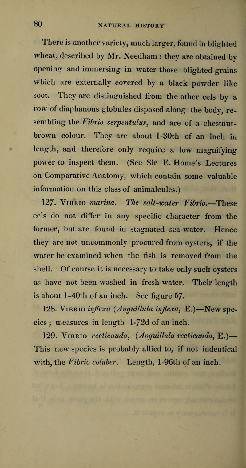 There is another variety, much larger, found in blighted wheat, described by Mr. Needham : they are obtained by opening and immersing in water those blighted grains which are externally covered by a black powder like soot. They are distinguished from the other eels by a row of diaphanous globules disposed along the body, re¬ sembling the Vibrio serpentulus, and are of a chestnut- brown colour. They are about l-30th of an inch in length, and therefore only require a low magnifying power to inspect them. (See Sir E. Home’s Lectures on Comparative Anatomy, which contain some valuable information on this class of animalcules.) 127. Vibrio marina. The salt-water Vibrio.—These eels do not differ in any specific character from the former, but are found in stagnated sea-water. Hence they are not uncommonly procured from oysters, if the water be examined when the fish is removed from the shell. Of course it is necessary to take only such oysters as have not been washed in fresh water. Their length is about l-40th of an inch. See figure 57. 128. Vibrio inflexa (Anguillula injlexa, E.)—New spe¬ cies ; measures in length l-72d of an inch. 129. Vibrio recticaucla, (Anguillula recticauda, E.)— This new species is probably allied to, if not indentical with, the Vibrio coluber. Length, l-96th of an inch.