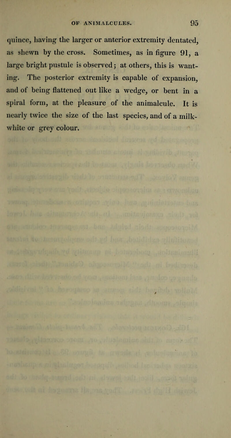 quince, having the larger or anterior extremity dentated, as shewn by the cross. Sometimes, as in figure 91, a large bright pustule is observed; at others, this is want¬ ing. The posterior extremity is capable of expansion, and of being flattened out like a wedge, or bent in a spiral form, at the pleasure of the animalcule. It is nearly twice the size of the last species, and of a milk- white or grey colour.