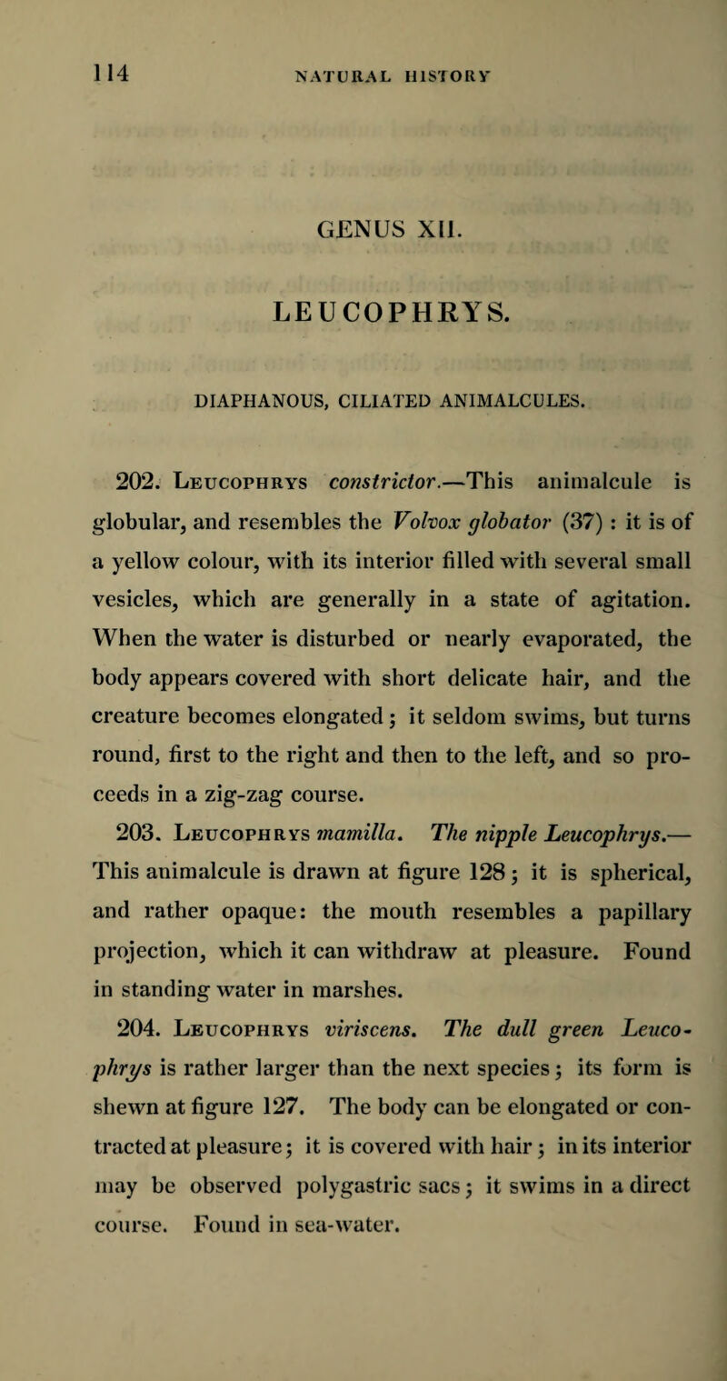 GENUS XU. LEUCOPHRYS. DIAPHANOUS, CILIATED ANIMALCULES. 202. Leucophrys constrictor.—This animalcule is globular, and resembles the Volvox globator (37) : it is of a yelloYv colour, with its interior filled with several small vesicles, which are generally in a state of agitation. When the water is disturbed or nearly evaporated, the body appears covered with short delicate hair, and the creature becomes elongated; it seldom swims, but turns round, first to the right and then to the left, and so pro¬ ceeds in a zig-zag course. 203. Leucophrys mamilla. The nipple Leucophrys.— This animalcule is drawn at figure 128; it is spherical, and rather opaque: the mouth resembles a papillary projection, which it can withdraw at pleasure. Found in standing water in marshes. 204. Leucophrys viriscens. The dull green Leuco¬ phrys is rather larger than the next species; its form is shewn at figure 127. The body can be elongated or con¬ tracted at pleasure ; it is covered with hair; in its interior may be observed polygastric sacs; it swims in a direct course. Found in sea-water.