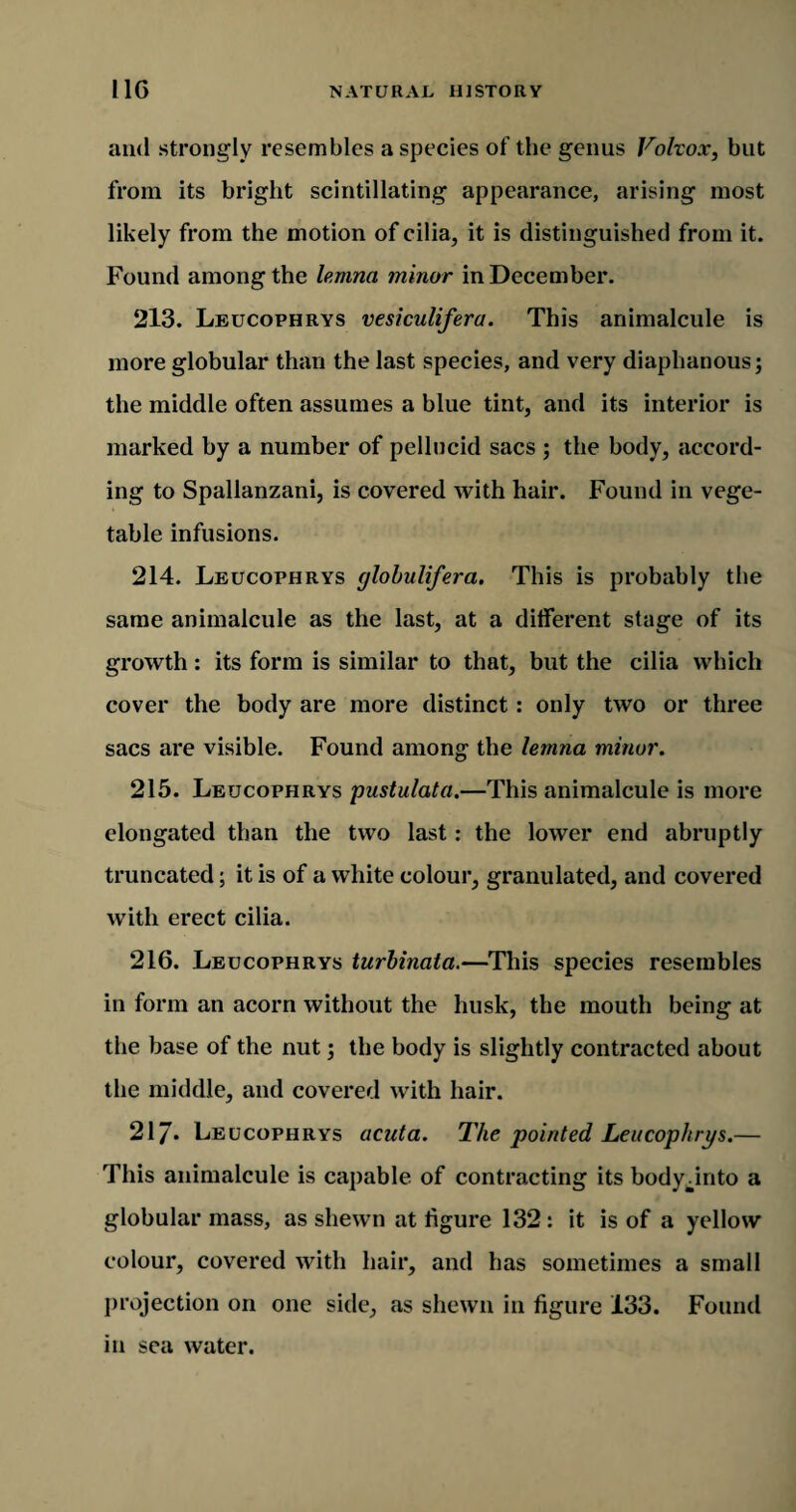 and strongly resembles a species of the genus Volvox, but from its bright scintillating appearance, arising most likely from the motion of cilia, it is distinguished from it. Found among the lemna minor in December. 213. Leucophrys vesiculifera. This animalcule is more globular than the last species, and very diaphanous; the middle often assumes a blue tint, and its interior is marked by a number of pellucid sacs ; the body, accord¬ ing to Spallanzani, is covered with hair. Found in vege¬ table infusions. 214. Leucophrys globulifera. This is probably the same animalcule as the last, at a different stage of its growth: its form is similar to that, but the cilia which cover the body are more distinct : only two or three sacs are visible. Found among the lemna minor. 215. Leucophrys pustulata.—This animalcule is more elongated than the two last: the lower end abruptly truncated; it is of a white colour, granulated, and covered with erect cilia. 216. Leucophrys turbinata.—This species resembles in form an acorn without the husk, the mouth being at the base of the nut; the body is slightly contracted about the middle, and covered with hair. 217* Leucophrys acuta. The pointed Leucophrys.— This animalcule is capable of contracting its bodydnto a globular mass, as shewn at figure 132: it is of a yellow colour, covered with hair, and has sometimes a small projection on one side, as shewn in figure 133. Found in sea water.