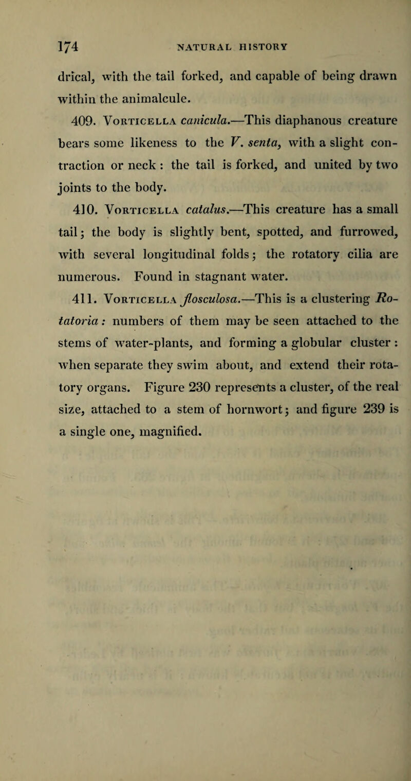 drical, with the tail forked, and capable of being drawn within the animalcule. 409. Vorticella canicula.—This diaphanous creature hears some likeness to the V. senta, with a slight con¬ traction or neck : the tail is forked, and united by two joints to the body. 410. Vorticella catcilus.—This creature has a small tail; the body is slightly bent, spotted, and furrowed, with several longitudinal folds; the rotatory cilia are numerous. Found in stagnant water. 411. Vorticella Jlosculosa.—This is a clustering Ro¬ tatoria : numbers of them may be seen attached to the stems of water-plants, and forming a globular cluster : when separate they swim about, and extend their rota¬ tory organs. Figure 230 represents a cluster, of the real size, attached to a stem of hornwort; and figure 239 is a single one, magnified.