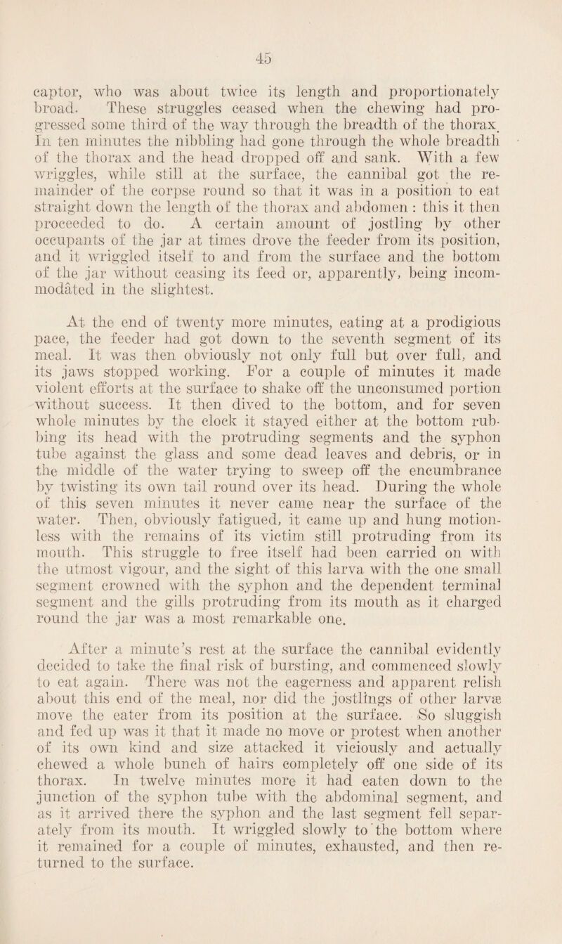 captor, who was about twice its length and proportionately broad. These struggles ceased when the chewing had pro¬ gressed some third of the way through the breadth of the thorax. In ten minutes the nibbling had gone through the whole breadth of the thorax and the head dropped off and sank. With a few wriggles, while still at the surface, the cannibal got the re¬ mainder of the corpse round so that it was in a position to eat straight down the length of the thorax and abdomen : this it then proceeded to do. A certain amount of jostling by other occupants of the jar at times drove the feeder from its position, and it wriggled itself to and from the surface and the bottom of the jar without ceasing its feed or, apparently, being incom- modated in the slightest. At the end of twenty more minutes, eating at a prodigious pace, the feeder had got down to the seventh segment of its meal. It was then obviously not only full but over full, and its jaws stopped working. For a couple of minutes it made violent efforts at the surface to shake off the unconsumed portion without success. It then dived to the bottom, and for seven whole minutes by the clock it stayed either at the bottom rub¬ bing its head with the protruding segments and the syphon tube against the glass and some dead leaves and debris, or in the middle of the water trying to sweep off the encumbrance by twisting its own tail round over its head. During the whole of this seven minutes it never came near the surface of the water. Then, obviously fatigued, it came up and hung motion¬ less with the remains of its victim, still protruding from its mouth. This struggle to free itself had been carried on with the utmost vigour, and the sight of this larva with the one small segment crowned with the syphon and the dependent terminal segment and the gills protruding from its mouth as it charged round the jar was a most remarkable one. After a minute’s rest at the surface the cannibal evidently decided to take the final risk of bursting, and commenced slowly to eat again. There was not the eagerness and apparent relish about this end of the meal, nor did the jostlings of other larva move the eater from its position at the surface. So sluggish and fed up was it that it made no move or protest when another of its own kind and size attacked it viciously and actually chewed a whole bunch of hairs completely off one side of its thorax. In twelve minutes more it had eaten down to the junction of the syphon tube with the abdominal segment, and as it arrived there the syphon and the last segment fell separ¬ ately from its mouth. It wriggled slowly to the bottom where it remained for a couple of minutes, exhausted, and then re¬ turned to the surface.