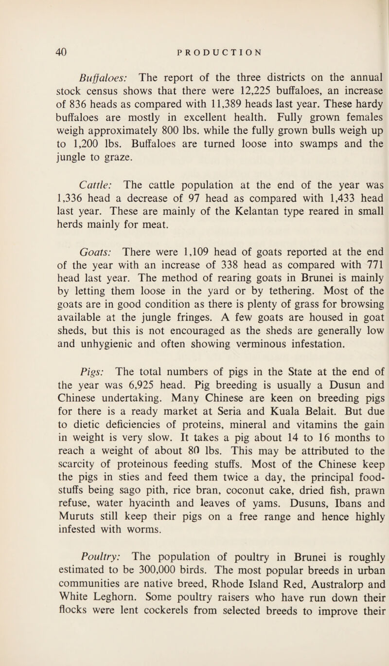 Buffaloes: The report of the three districts on the annual stock census shows that there were 12,225 buffaloes, an increase of 836 heads as compared with 11,389 heads last year. These hardy buffaloes are mostly in excellent health. Fully grown females weigh approximately 800 lbs. while the fully grown bulls weigh up to 1,200 lbs. Buffaloes are turned loose into swamps and the jungle to graze. Cattle: The cattle population at the end of the year was 1,336 head a decrease of 97 head as compared with 1,433 head last year. These are mainly of the Kelantan type reared in small herds mainly for meat. Goats: There were 1,109 head of goats reported at the end of the year with an increase of 338 head as compared with 771 head last year. The method of rearing goats in Brunei is mainly by letting them loose in the yard or by tethering. Most of the goats are in good condition as there is plenty of grass for browsing available at the jungle fringes. A few goats are housed in goat sheds, but this is not encouraged as the sheds are generally low and unhygienic and often showing verminous infestation. Pigs: The total numbers of pigs in the State at the end of the year was 6,925 head. Pig breeding is usually a Dusun and Chinese undertaking. Many Chinese are keen on breeding pigs for there is a ready market at Seria and Kuala Belait. But due to dietic deficiencies of proteins, mineral and vitamins the gain in weight is very slow. It takes a pig about 14 to 16 months to reach a weight of about 80 lbs. This may be attributed to the scarcity of proteinous feeding stuffs. Most of the Chinese keep the pigs in sties and feed them twice a day, the principal food¬ stuffs being sago pith, rice bran, coconut cake, dried fish, prawn refuse, water hyacinth and leaves of yams. Dusuns, Ibans and Muruts still keep their pigs on a free range and hence highly infested with worms. Poultry: The population of poultry in Brunei is roughly estimated to be 300,000 birds. The most popular breeds in urban communities are native breed, Rhode Island Red, Australorp and White Leghorn. Some poultry raisers who have run down their flocks were lent cockerels from selected breeds to improve their