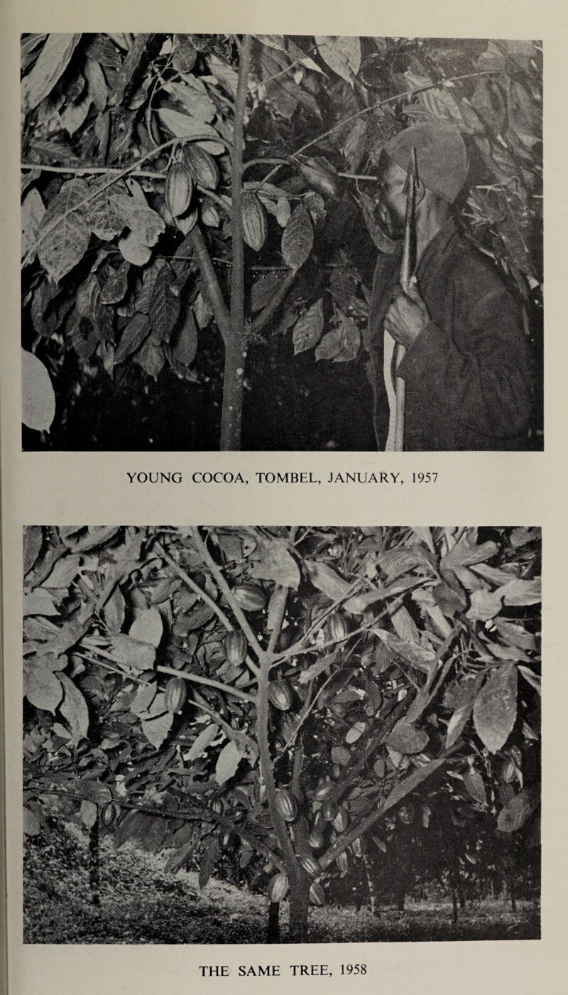 ■ YOUNG COCOA, TOMBEL, JANUARY, 1957 THE SAME TREE, 1958
