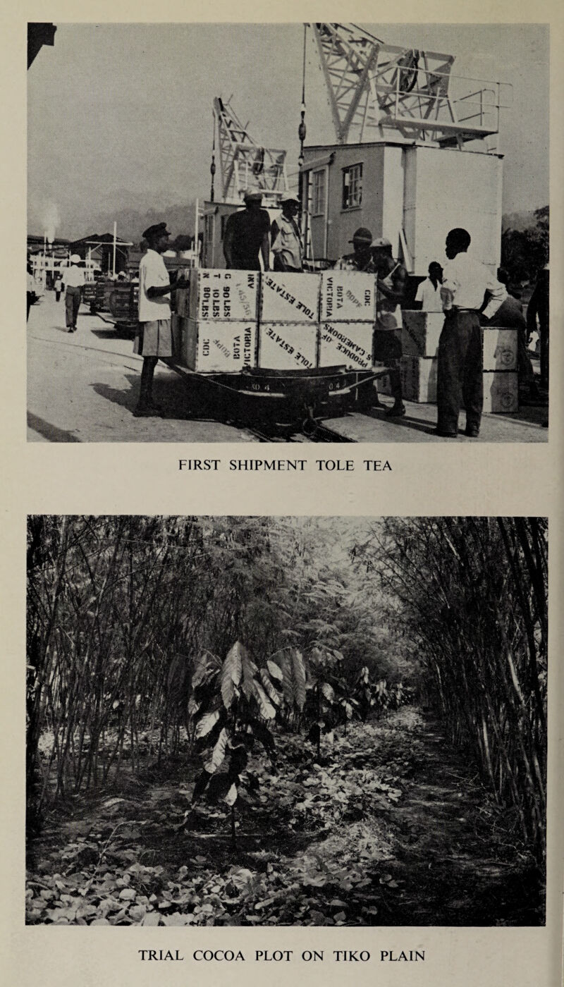 FIRST SHIPMENT TOLE TEA TRIAL COCOA PLOT ON TIKO PLAIN
