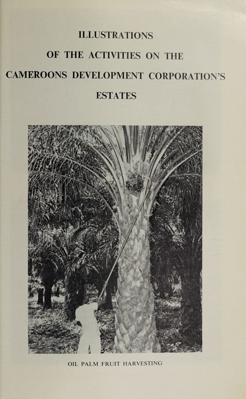 ILLUSTRATIONS OF THE ACTIVITIES ON THE CAMEROONS DEVELOPMENT CORPORATION’S ESTATES OIL PALM FRUIT HARVESTING