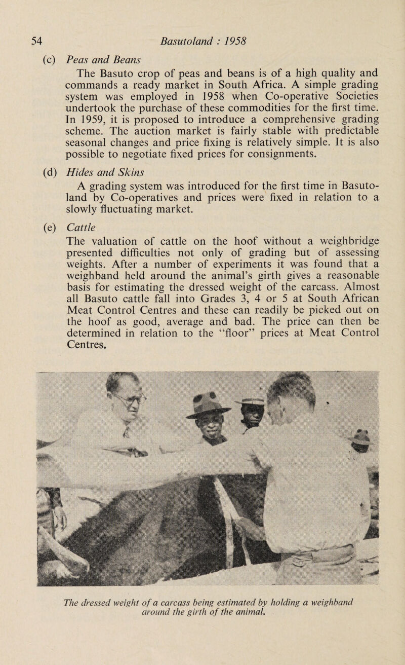 (c) Peas and Beans The Basuto crop of peas and beans is of a high quality and commands a ready market in South Africa. A simple grading system was employed in 1958 when Co-operative Societies undertook the purchase of these commodities for the first time. In 1959, it is proposed to introduce a comprehensive grading scheme. The auction market is fairly stable with predictable seasonal changes and price fixing is relatively simple. It is also possible to negotiate fixed prices for consignments. (d) Hides and Skins A grading system was introduced for the first time in Basuto¬ land by Co-operatives and prices were fixed in relation to a slowly fluctuating market. (e) Cattle The valuation of cattle on the hoof without a weighbridge presented difficulties not only of grading but of assessing weights. After a number of experiments it was found that a weighband held around the animal’s girth gives a reasonable basis for estimating the dressed weight of the carcass. Almost all Basuto cattle fall into Grades 3, 4 or 5 at South African Meat Control Centres and these can readily be picked out on the hoof as good, average and bad. The price can then be determined in relation to the “floor” prices at Meat Control Centres. The dressed weight of a carcass being estimated by holding a weighband around the girth of the animal.